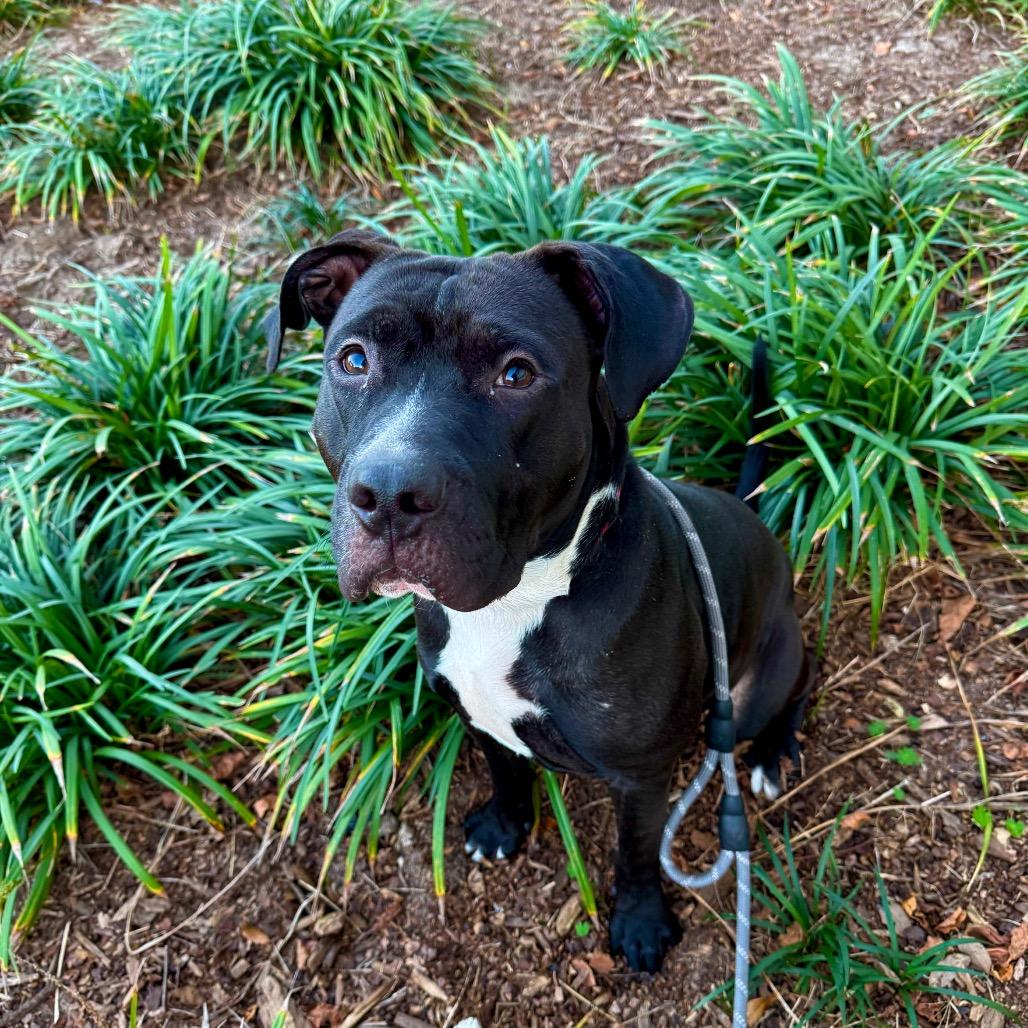 Enlarge Matthew, a Adoptable Mixed Breed in Jacksonville, FL image 2/3