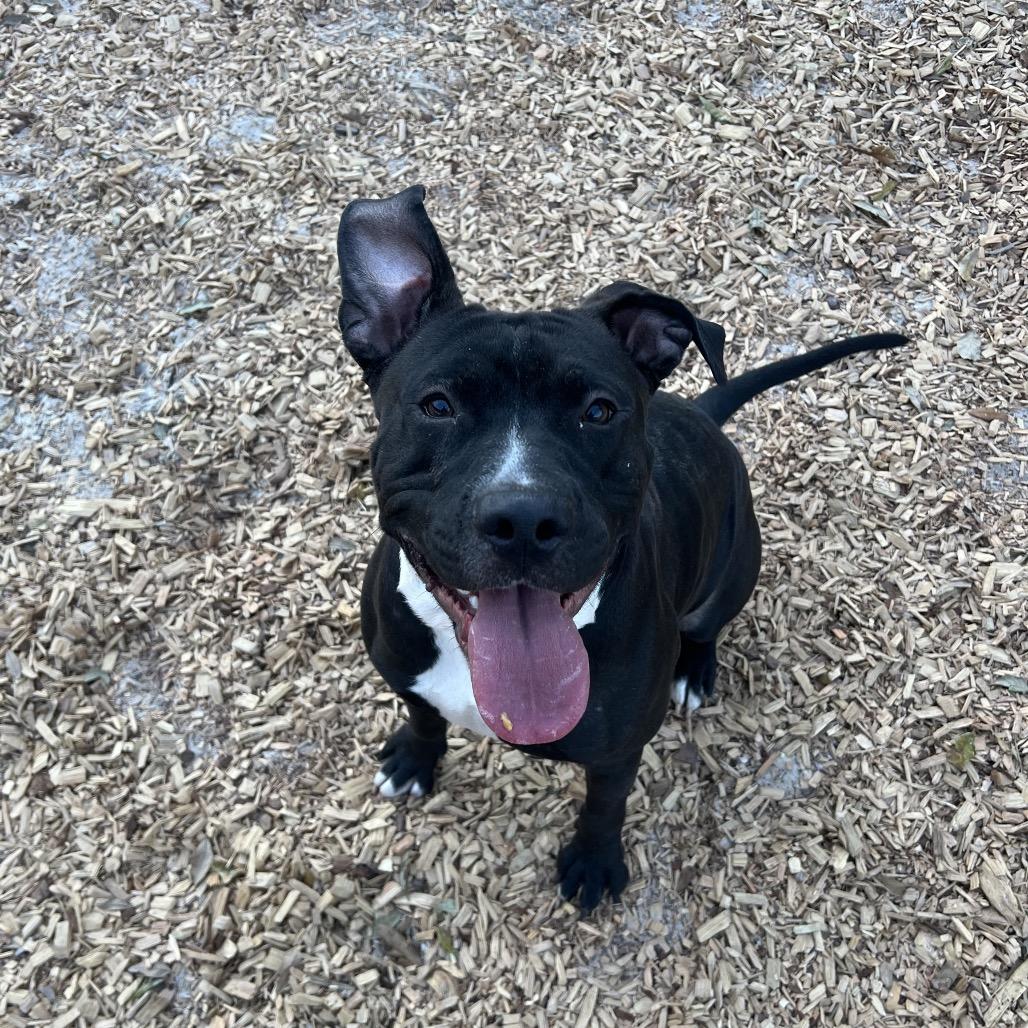 Enlarge Matthew, a Adoptable Mixed Breed in Jacksonville, FL image 3/6