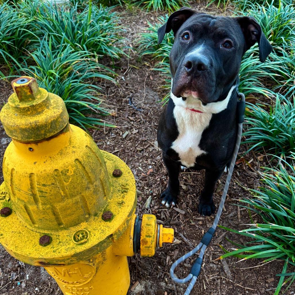 Enlarge Matthew, a Adoptable Mixed Breed in Jacksonville, FL image 3/3