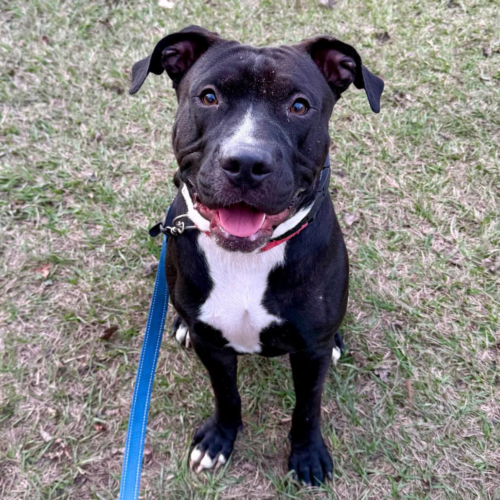 Enlarge Matthew, a Adoptable Mixed Breed in Jacksonville, FL image 5/6