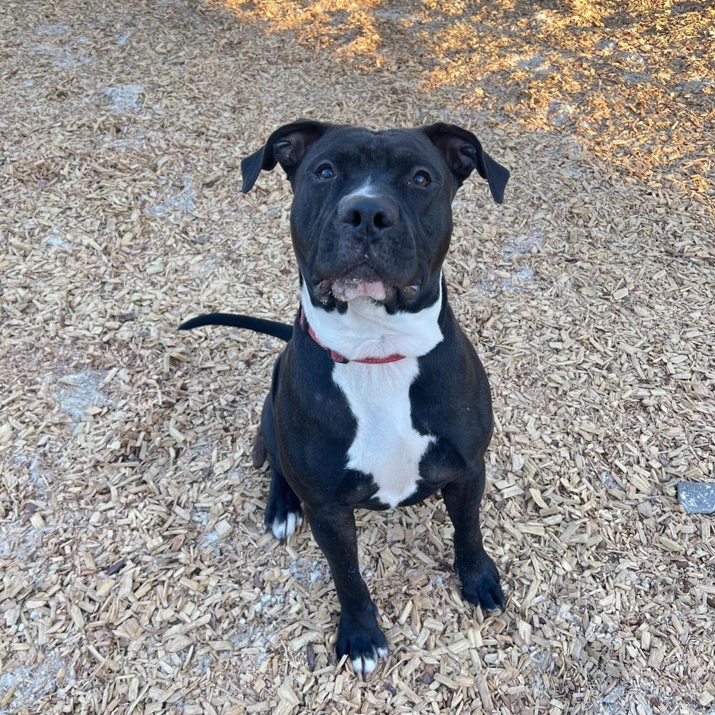 Enlarge Matthew, a Adoptable Mixed Breed in Jacksonville, FL image 6/6