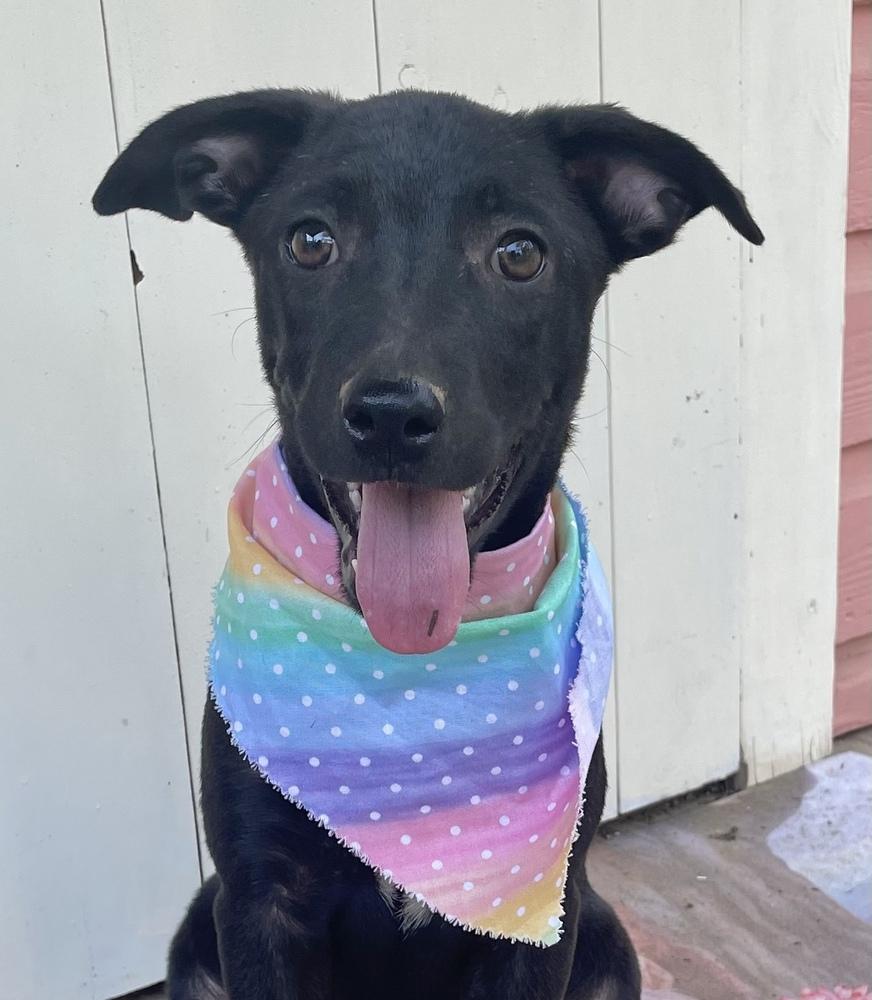 Loretta - Country Gal, a Adoptable mixed breed in Lancaster, PA image 1/6