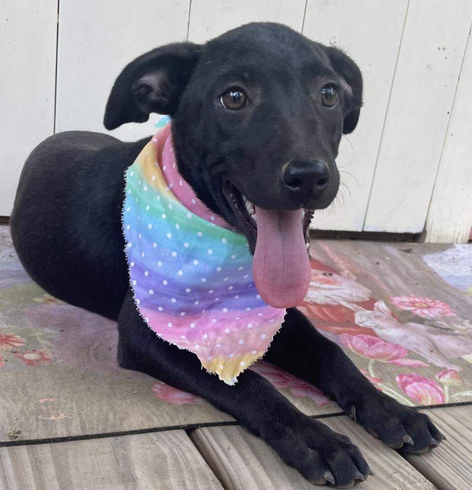 Loretta - Country Gal, Adoptable, Young Female Labrador Retriever.