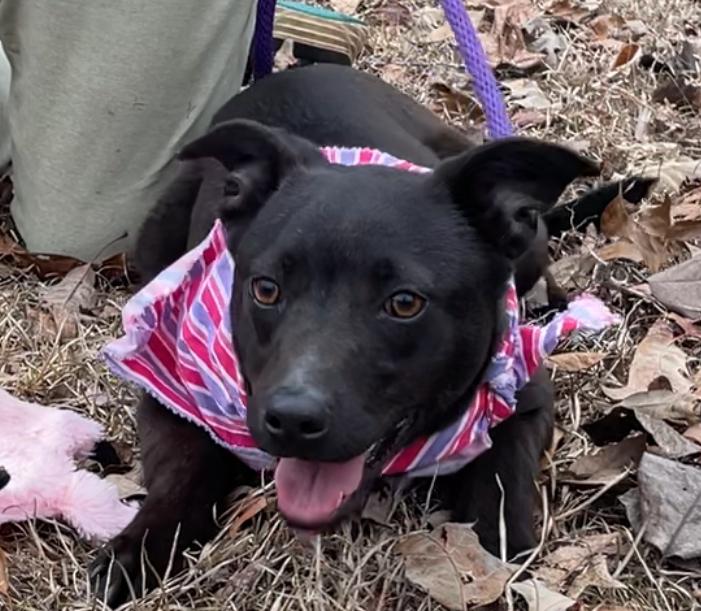 Loretta - Country Gal, a Adoptable mixed breed in Lancaster, PA image 4/6