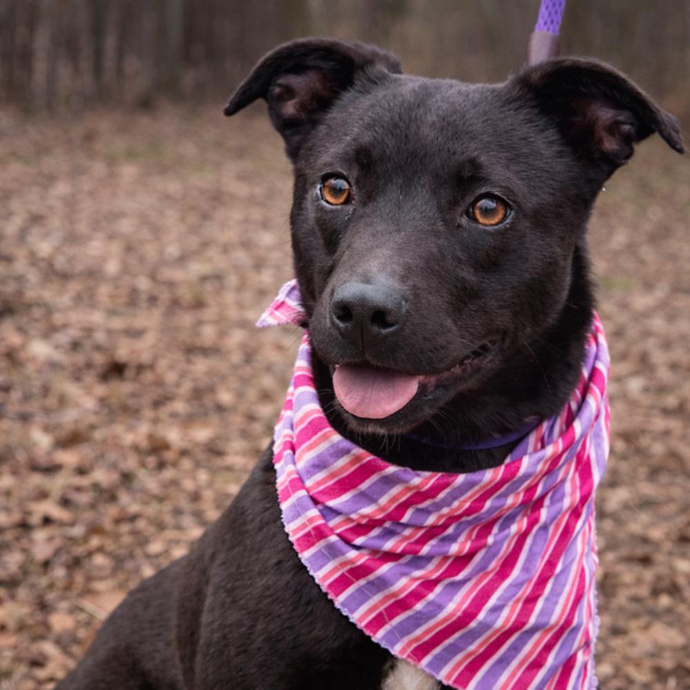 Loretta - Country Gal, a Adoptable mixed breed in Lancaster, PA image 2/6