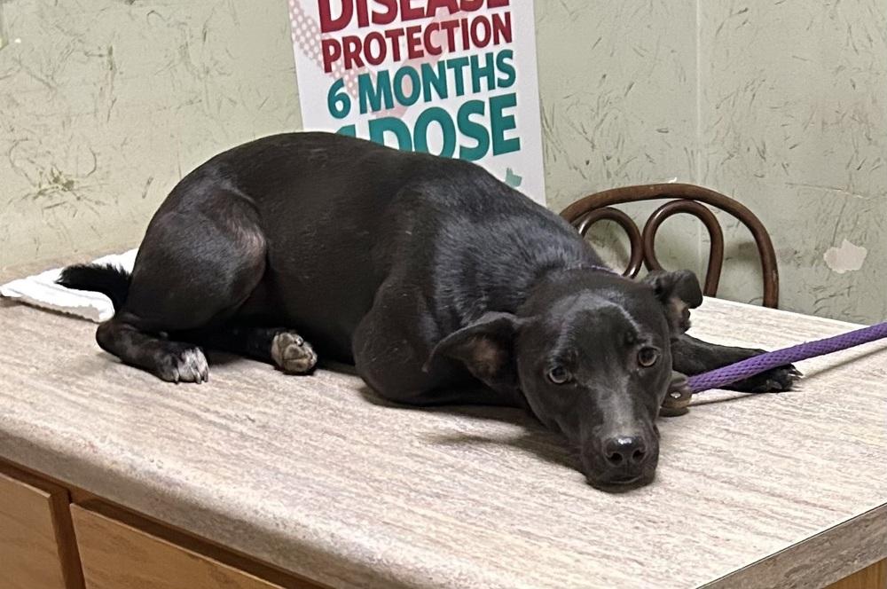 Loretta - Country Gal, a Adoptable mixed breed in Lancaster, PA image 5/6