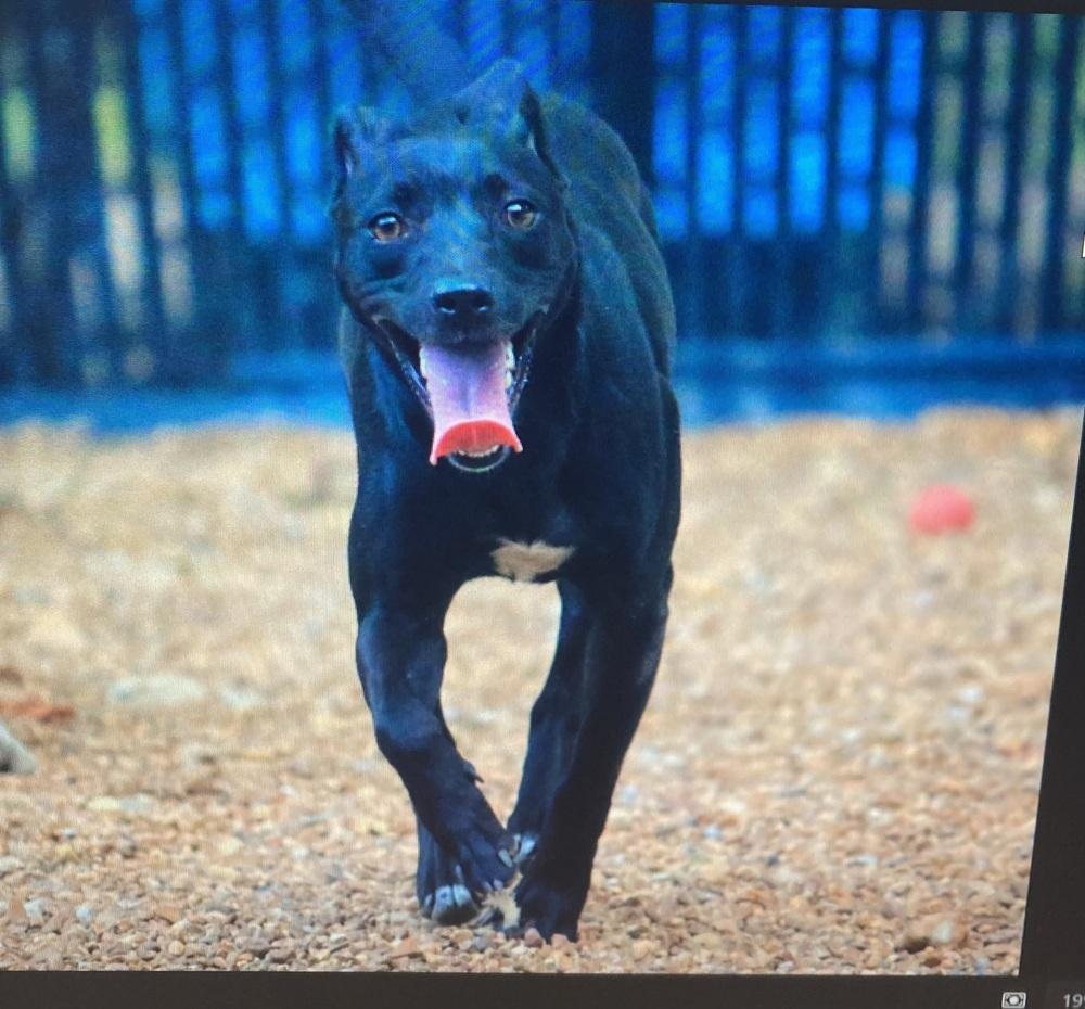 Loretta - Country Gal, a Adoptable mixed breed in Lancaster, PA image 6/6