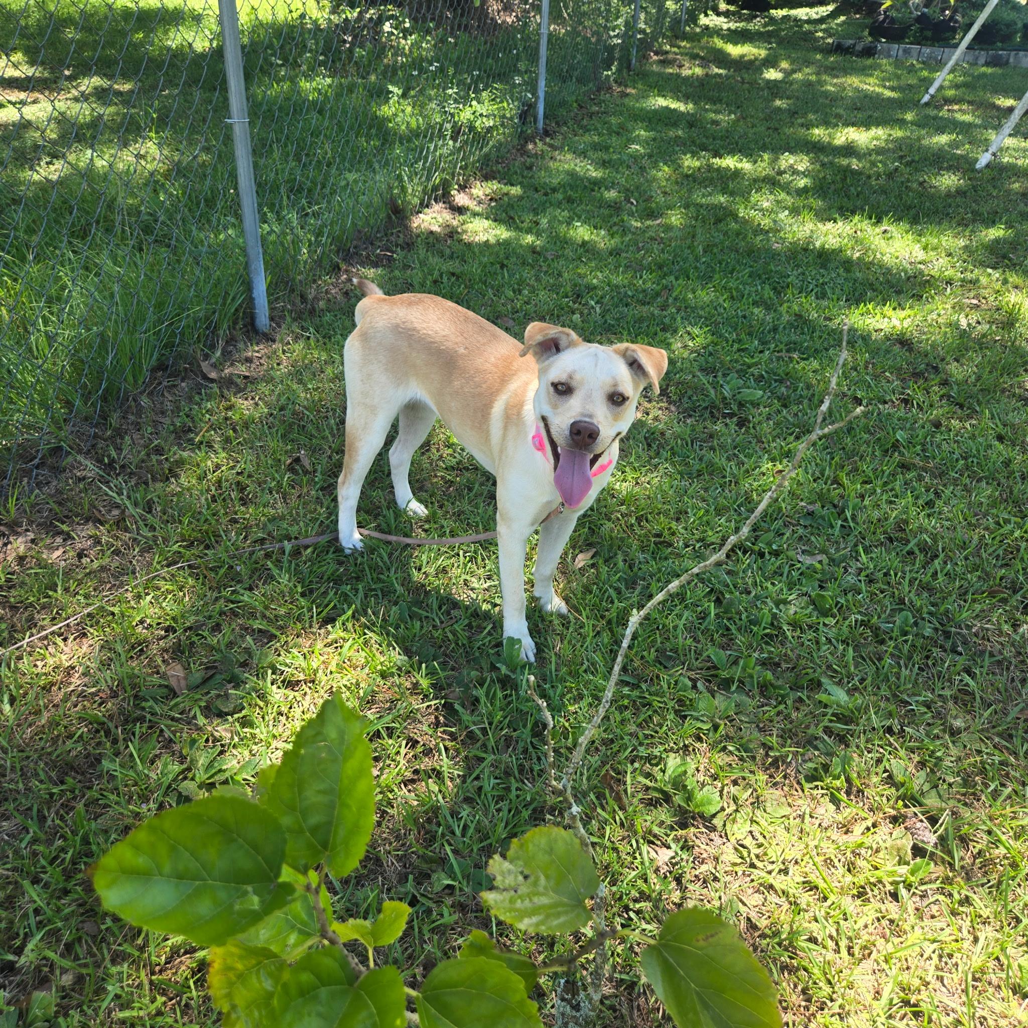 Enlarge Talia, a Adoptable mixed breed in Port Saint Lucie, FL image 1/1