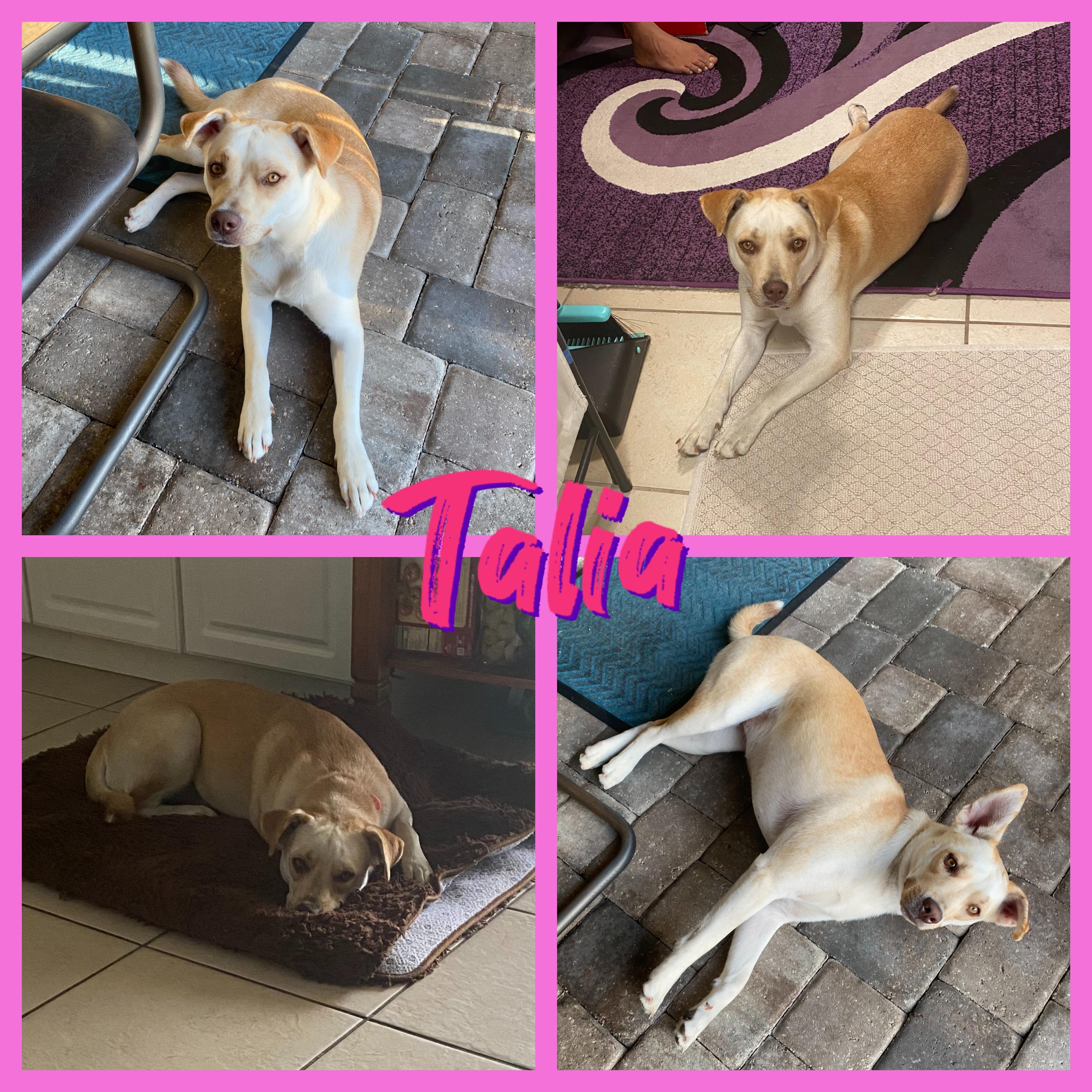 Talia, Adoptable, Young Female Labrador Retriever.
