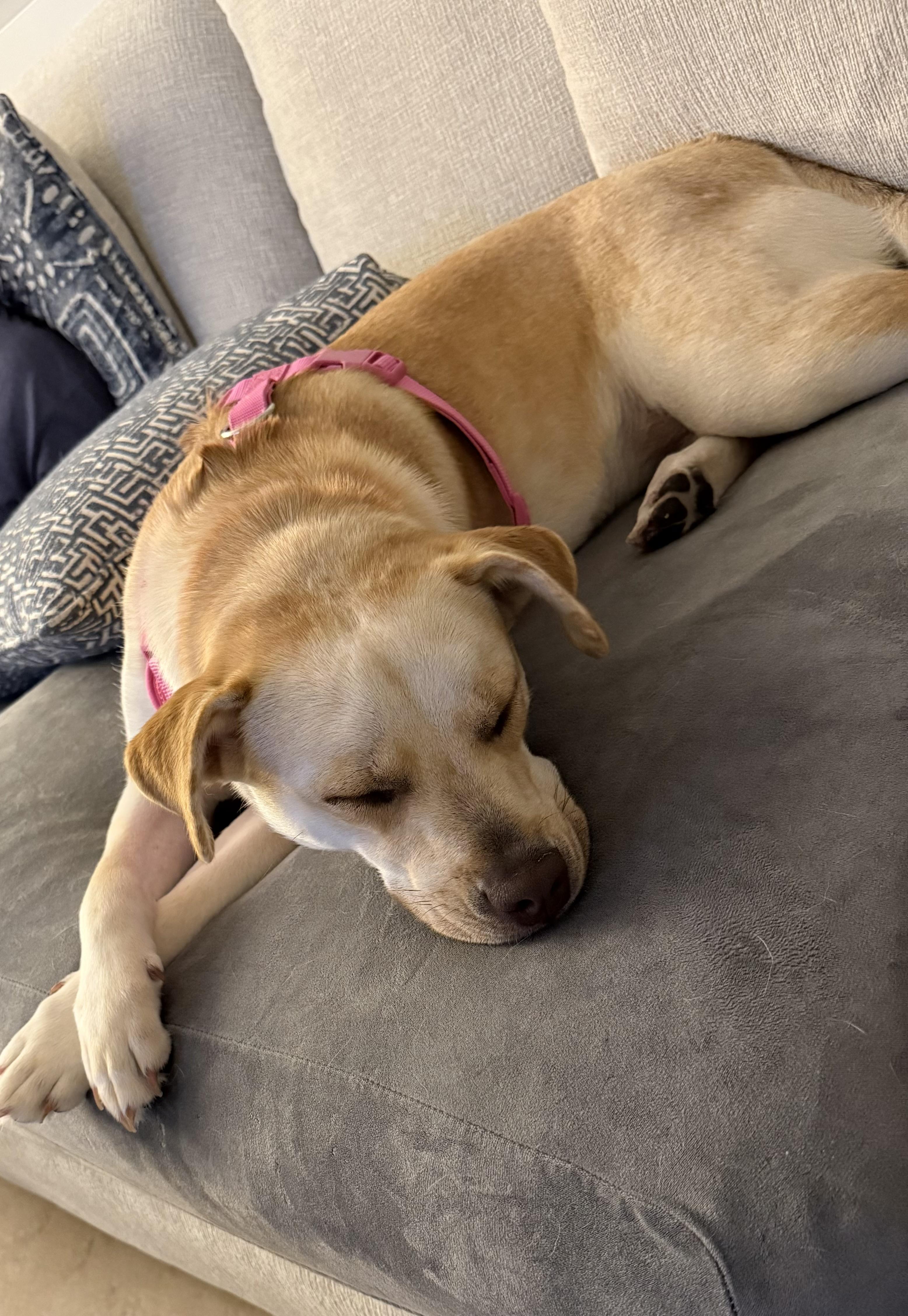 Enlarge Talia, a Adoptable mixed breed in Port Saint Lucie, FL image 3/6