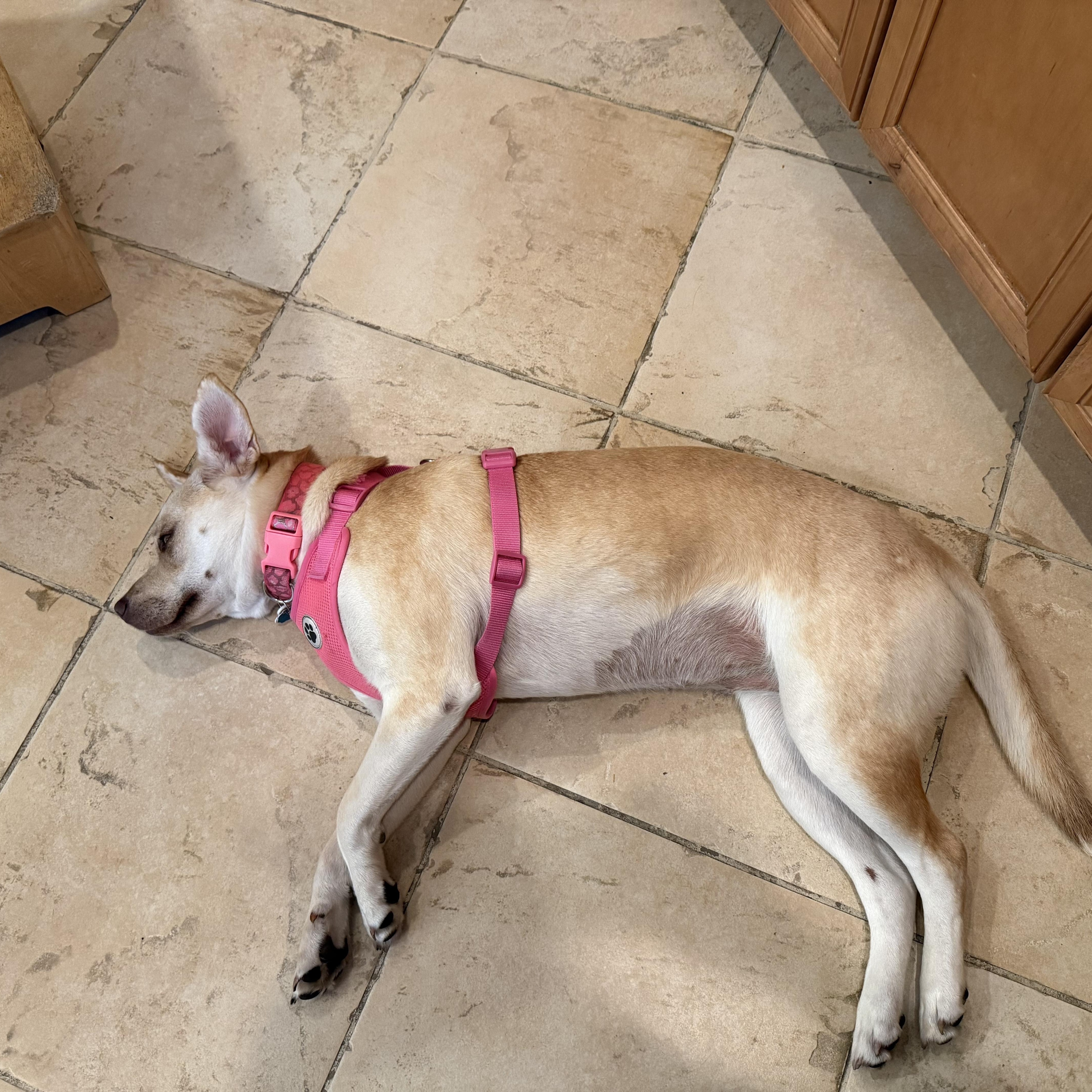 Enlarge Talia, a Adoptable mixed breed in Port Saint Lucie, FL image 4/6