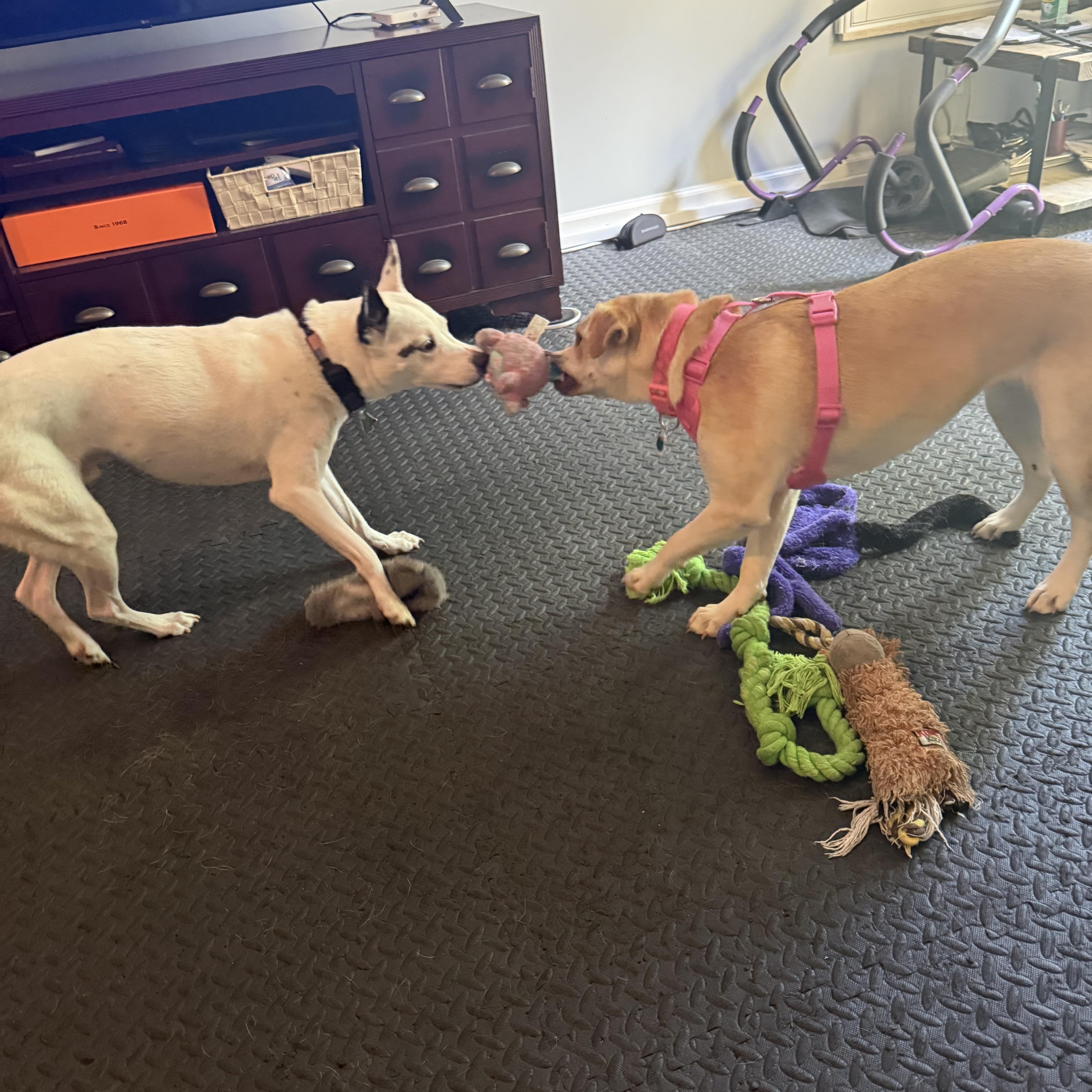 Enlarge Talia, a Adoptable mixed breed in Port Saint Lucie, FL image 5/6