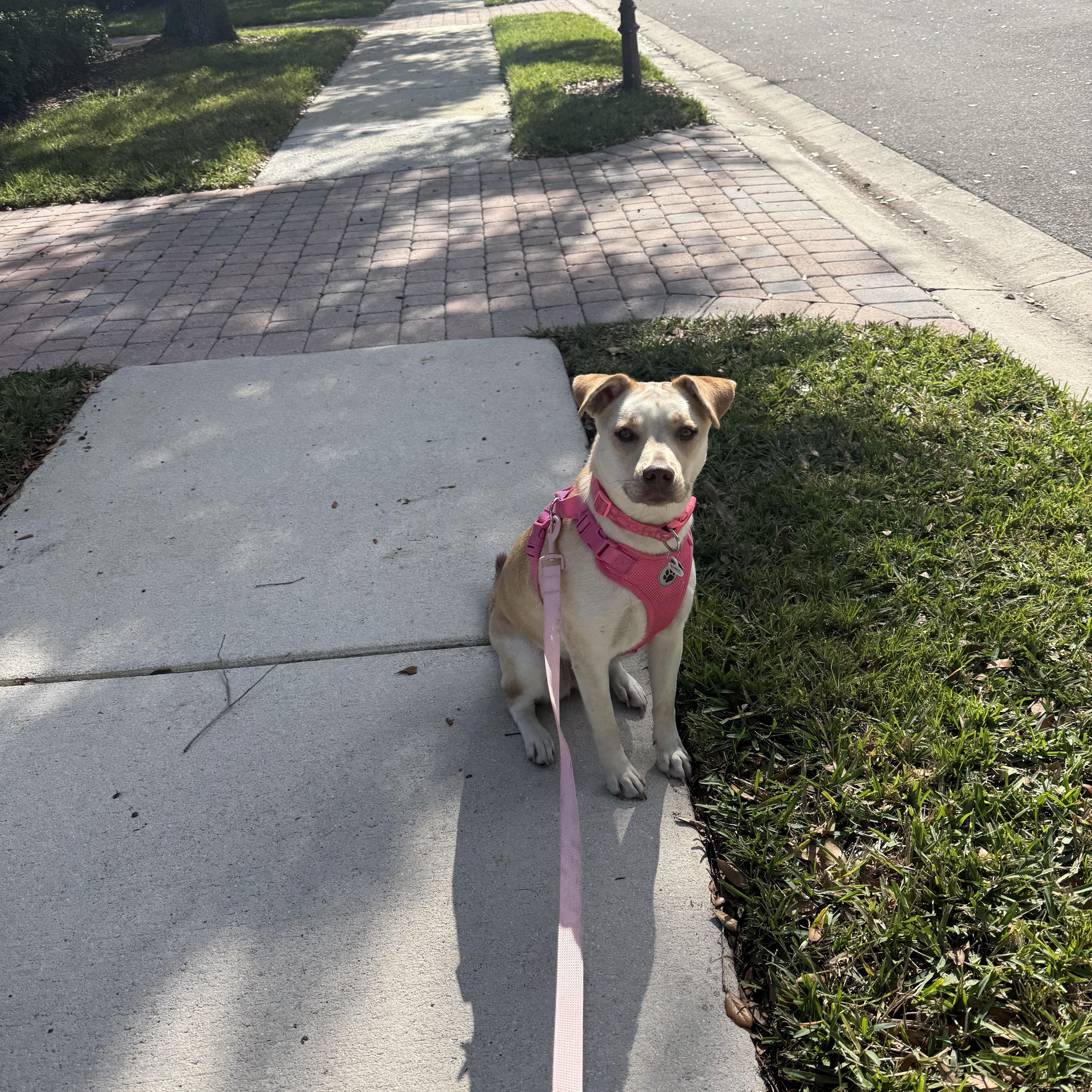 Enlarge Talia, a Adoptable mixed breed in Port Saint Lucie, FL image 6/6