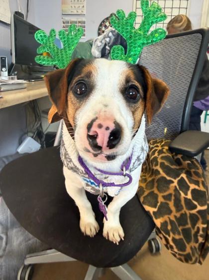 Moonshine , ADOPTABLE, Young Male Jack Russell Terrier.