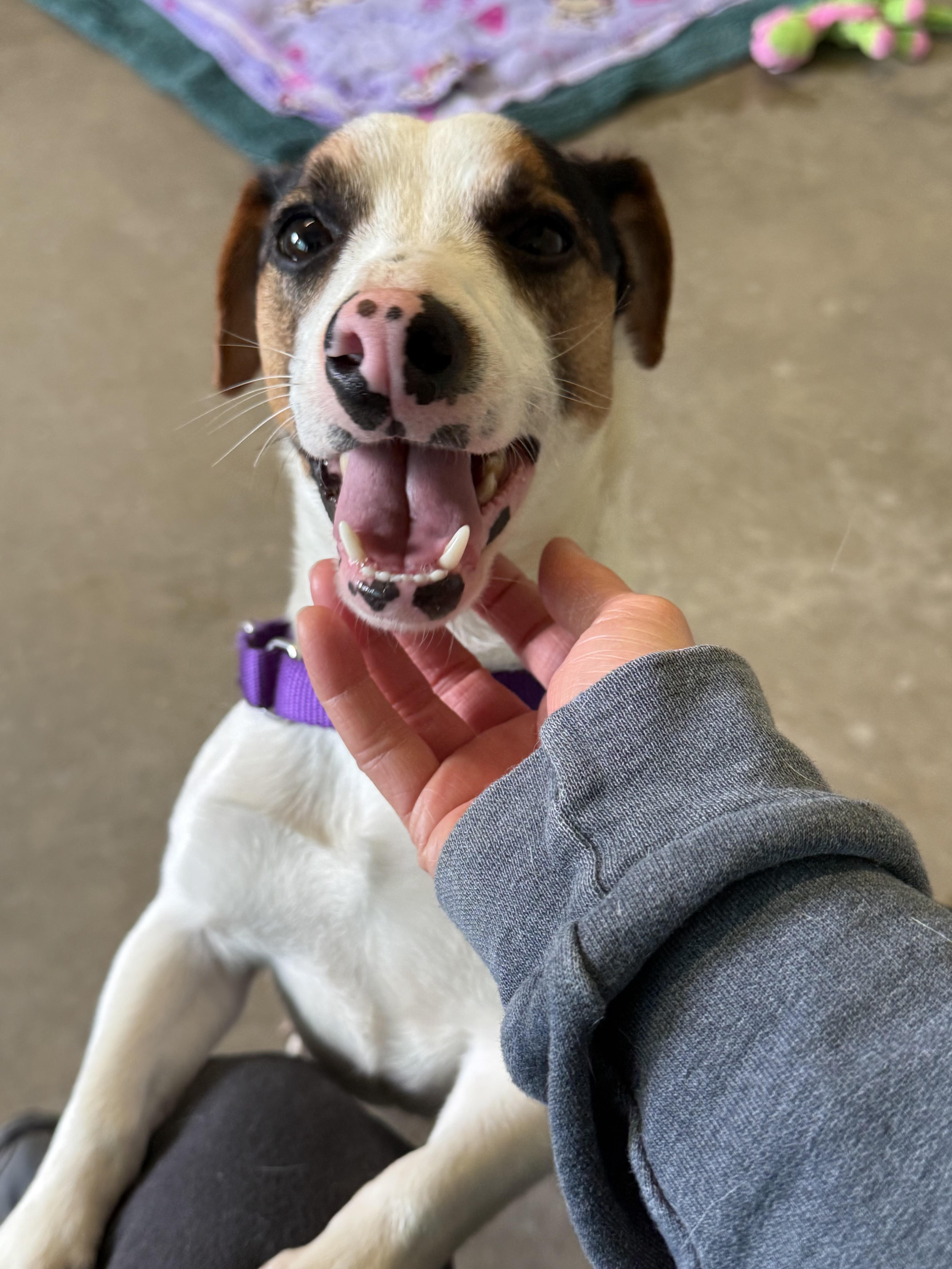 Enlarge Moonshine , an adopted Jack Russell Terrier in Marshall, NC image 2/6