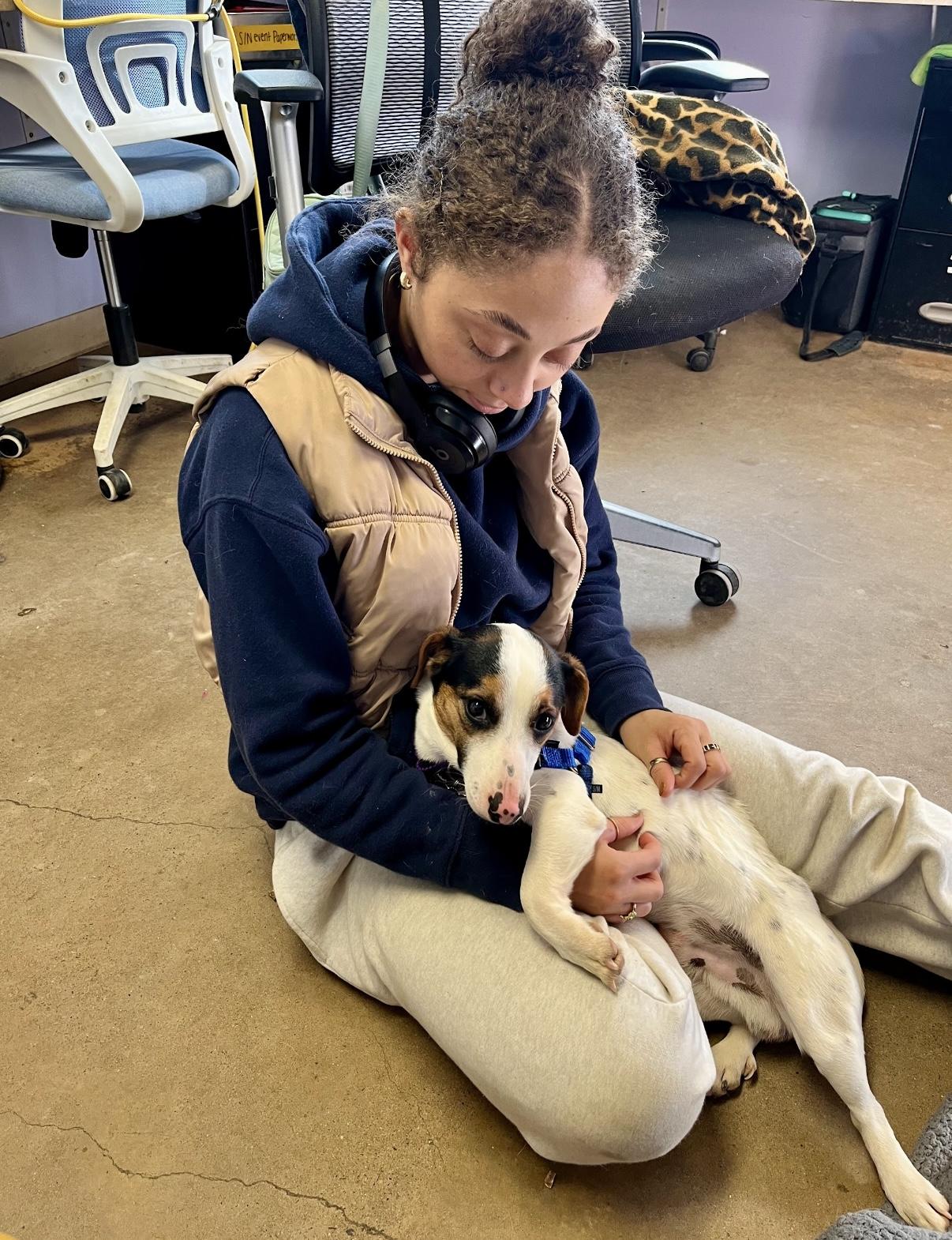 Enlarge Moonshine , an adopted Jack Russell Terrier in Marshall, NC image 3/6