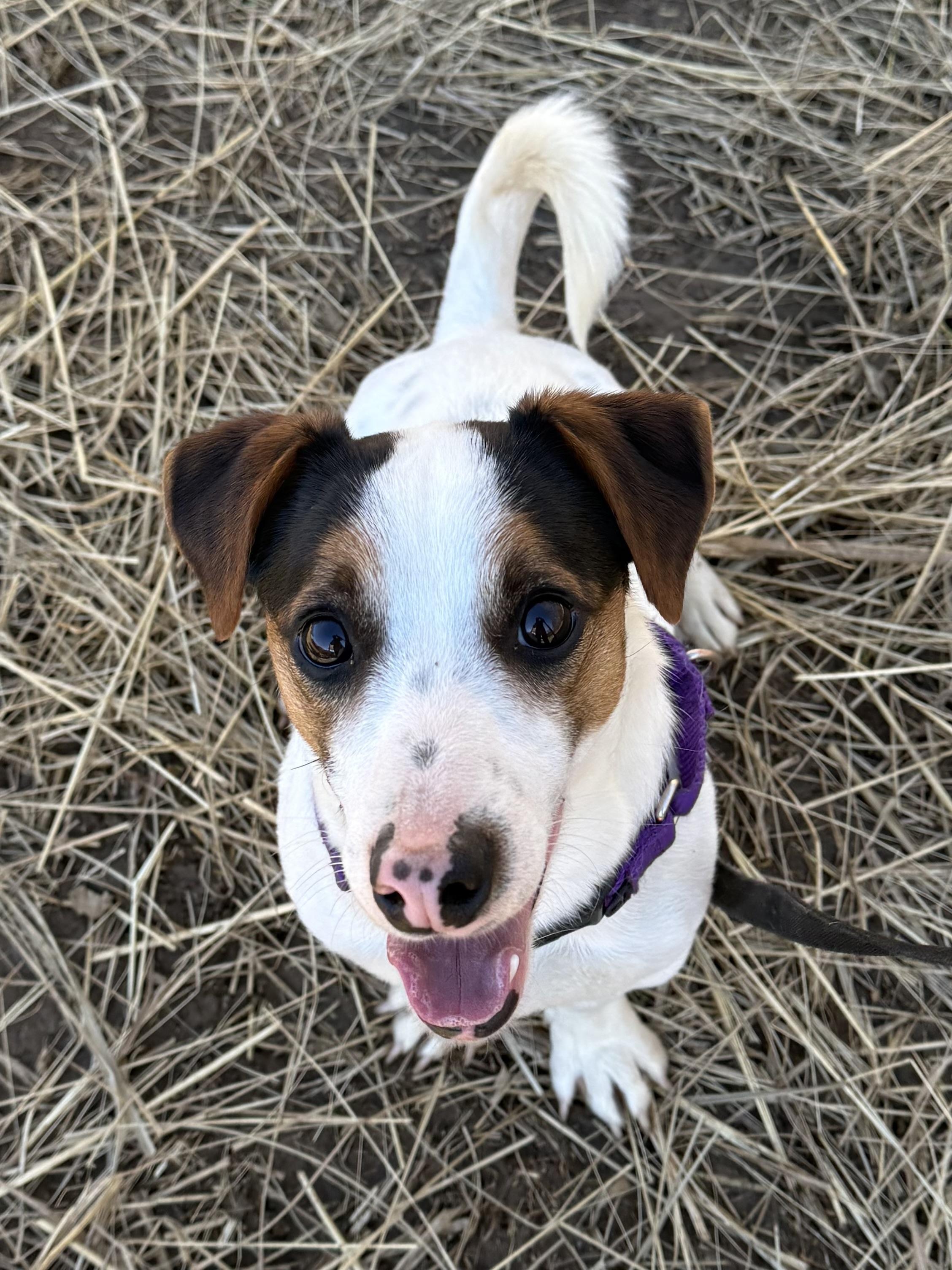 Enlarge Moonshine , an adopted Jack Russell Terrier in Marshall, NC image 4/6