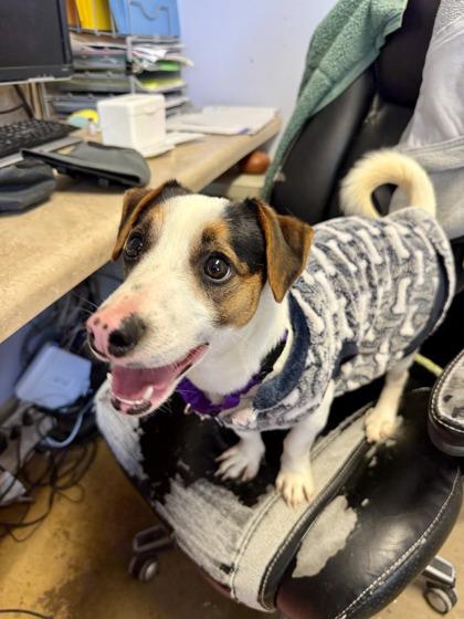 Enlarge Moonshine , an adopted Jack Russell Terrier in Marshall, NC image 5/6