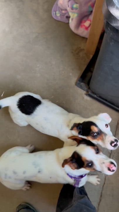 Enlarge Moonshine , an adopted Jack Russell Terrier in Marshall, NC video 6/6