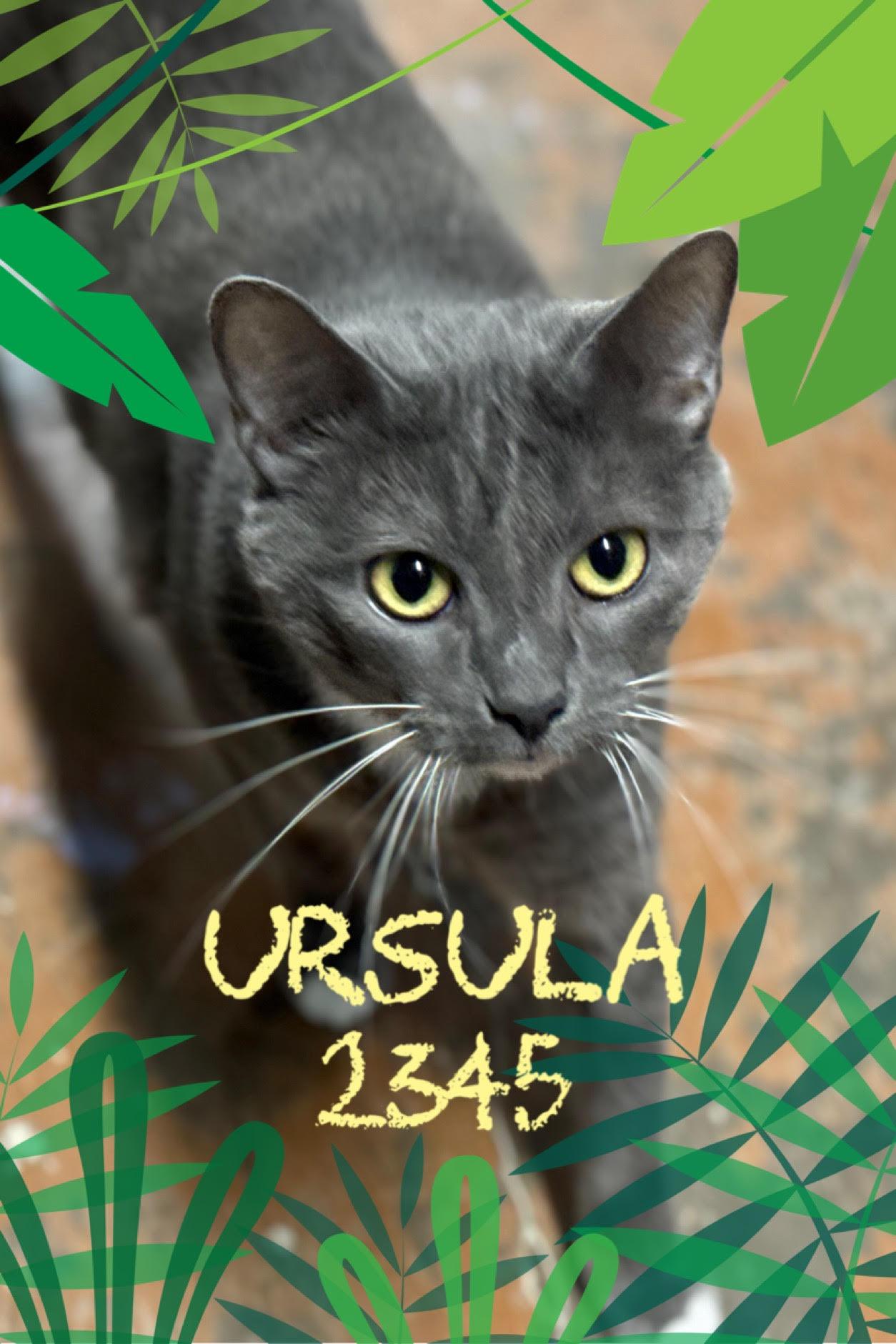 Ursula, Adoptable, Adult Female American Shorthair.