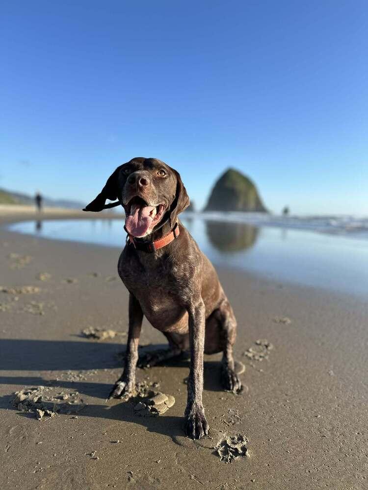 Billy, Adoptable, Adult Male German Shorthaired Pointer.