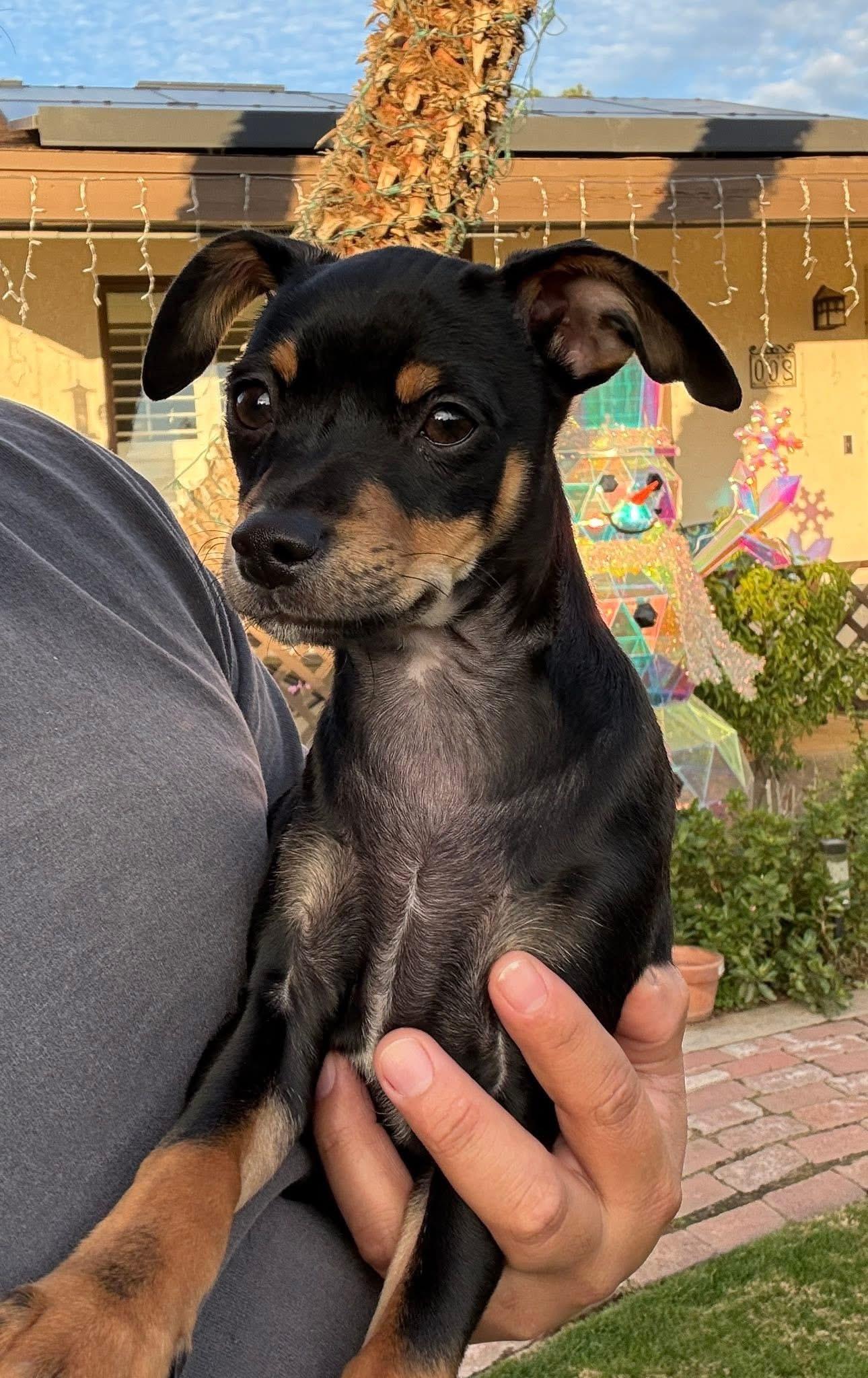Enlarge Shadow (Minnie Pearl), an adopted Miniature Pinscher in Bakersfield, CA image 5/6