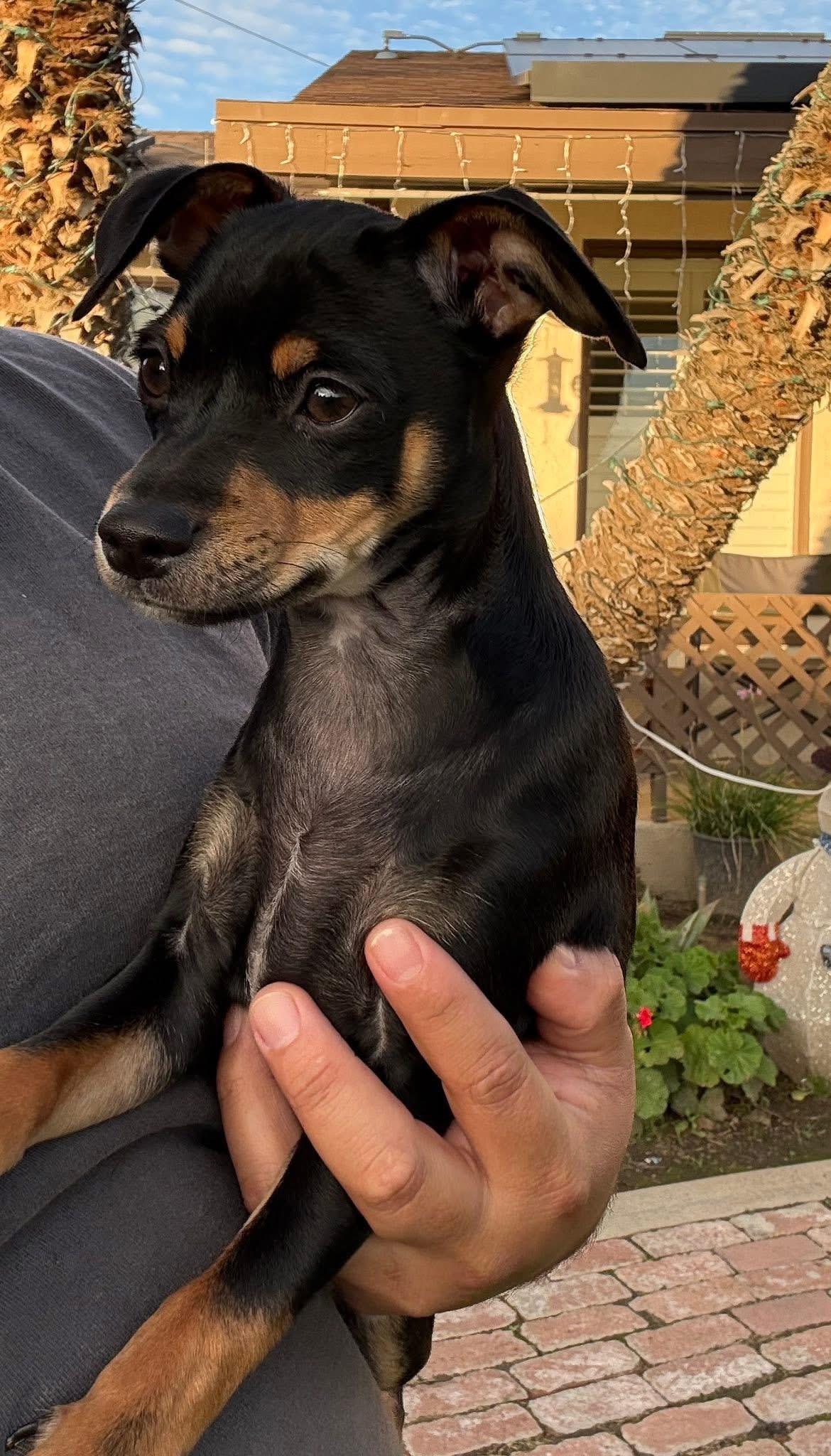 Enlarge Shadow (Minnie Pearl), an adopted Miniature Pinscher in Bakersfield, CA image 4/6