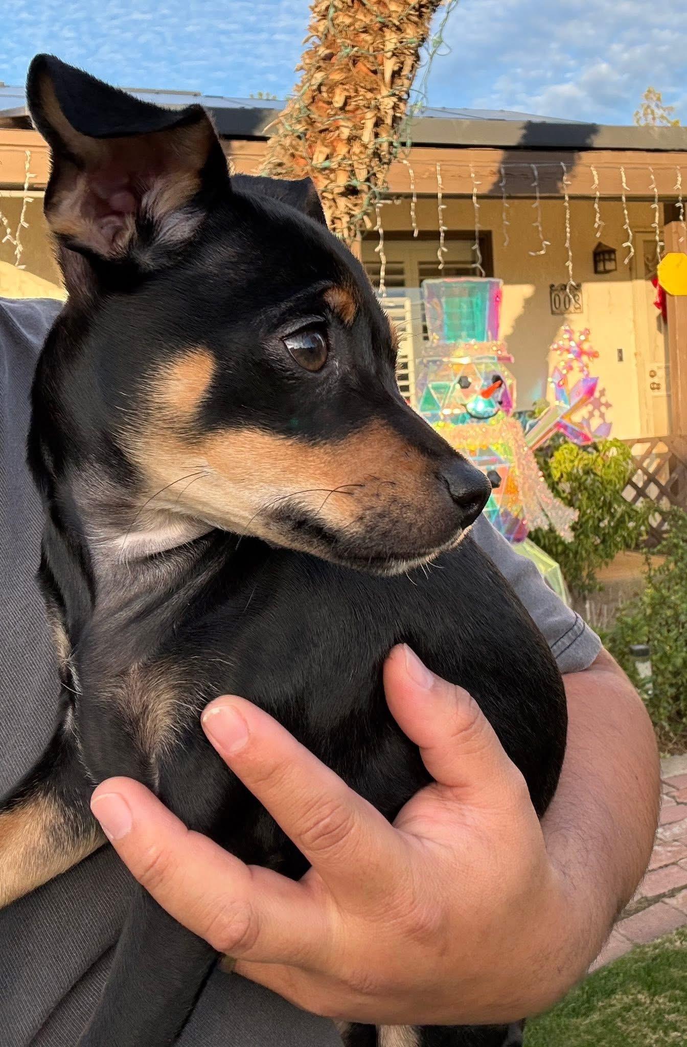 Enlarge Shadow (Minnie Pearl), an adopted Miniature Pinscher in Bakersfield, CA image 1/6