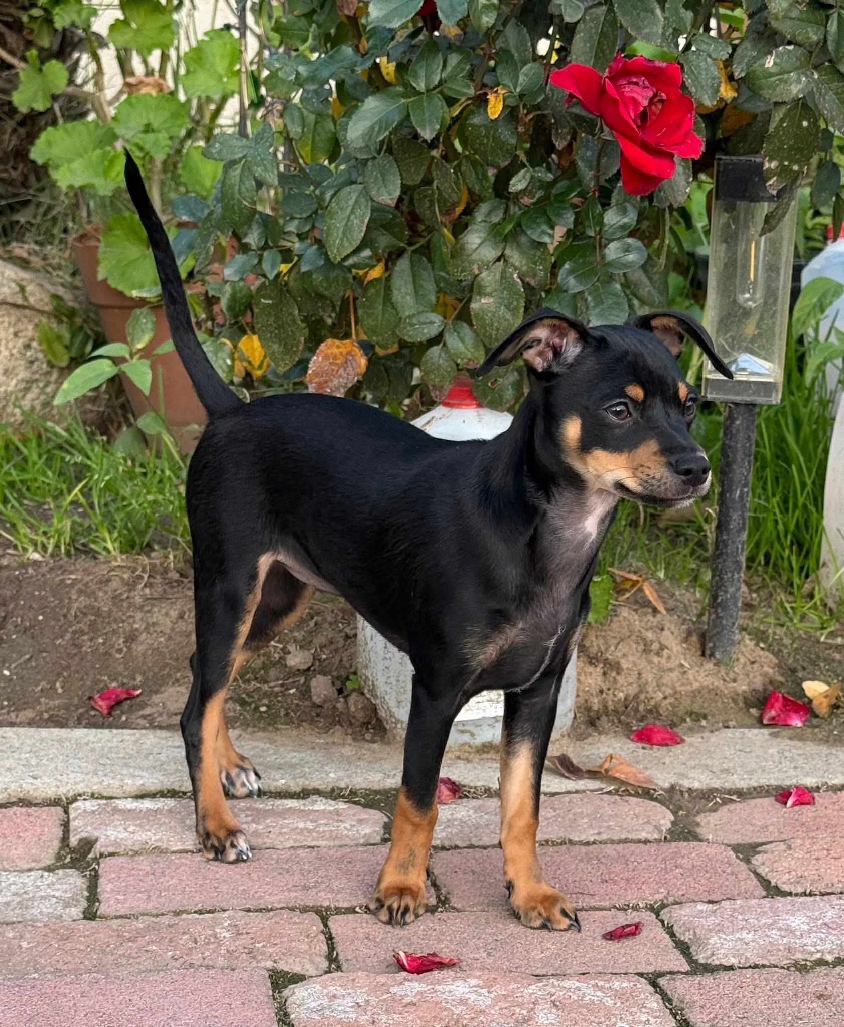 Enlarge Shadow (Minnie Pearl), an adopted Miniature Pinscher in Bakersfield, CA image 3/6