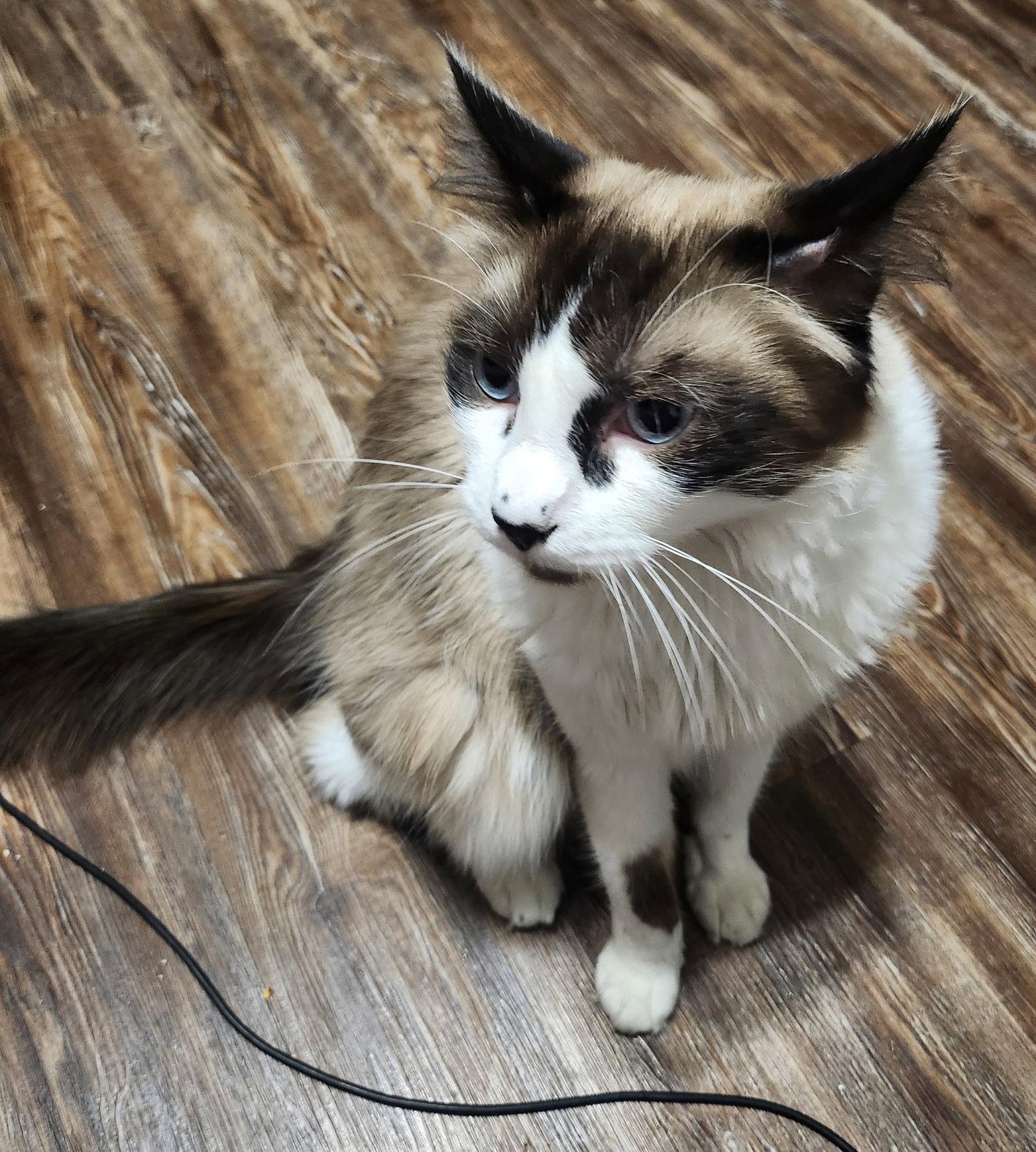 Oatie, Adopted, Young Male Domestic Short Hair & Siamese.