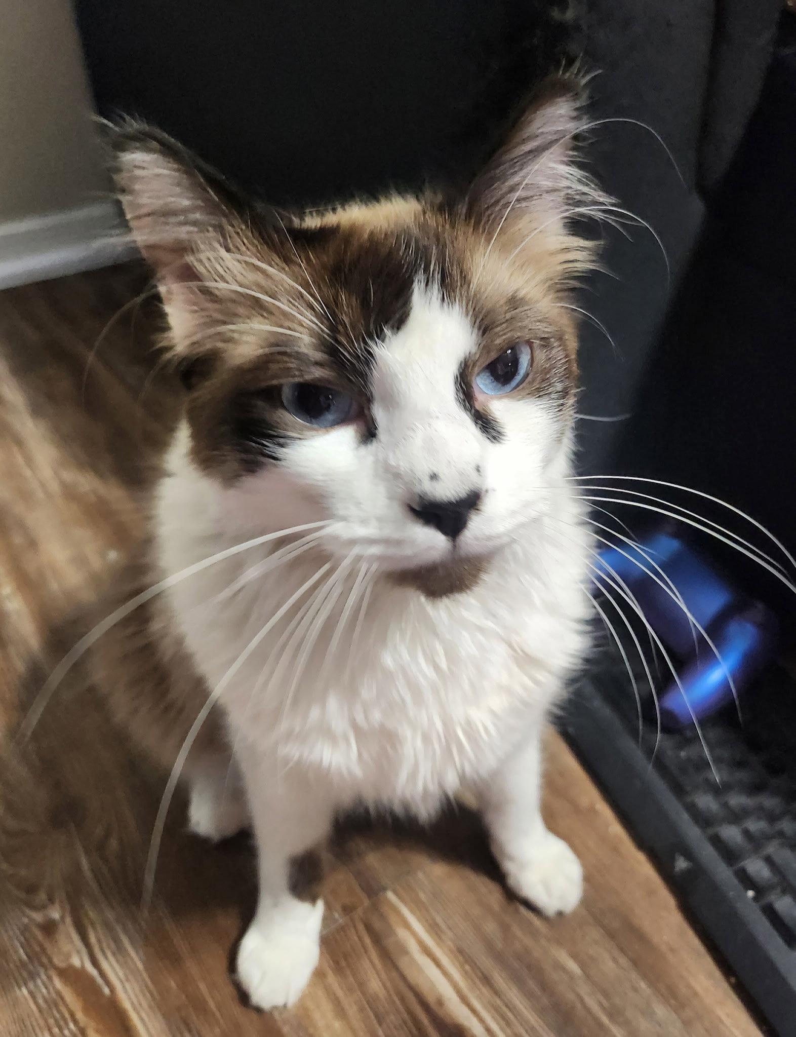 Enlarge Oatie, a Adopted mixed breed in Glendale, AZ image 2/2