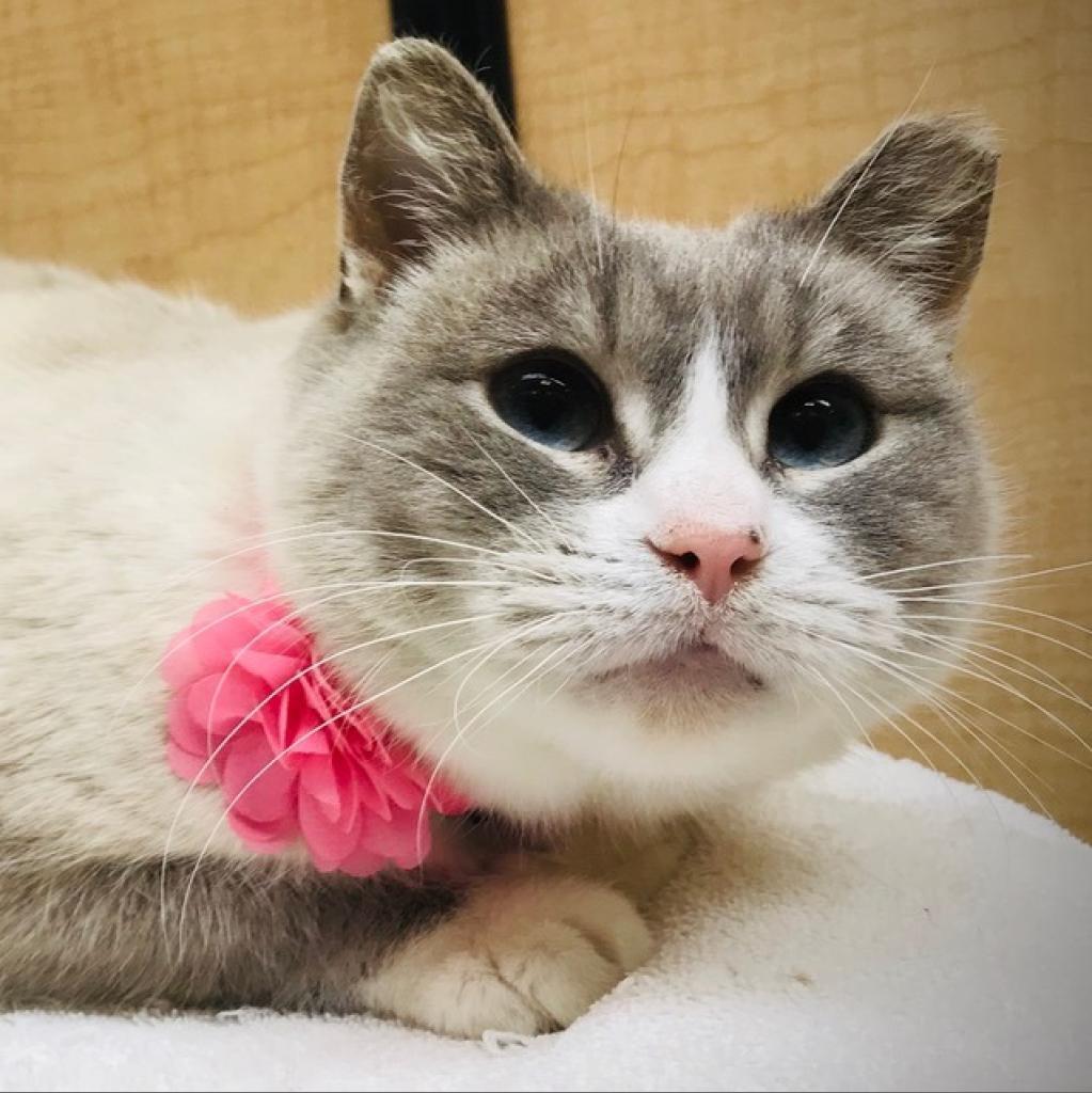 Xuan (Smokey Oak), a Adoptable Domestic Short Hair in Rochester, MN image 2/6