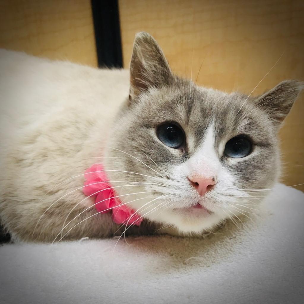 Xuan (Smokey Oak), a Adoptable Domestic Short Hair in Rochester, MN image 3/6