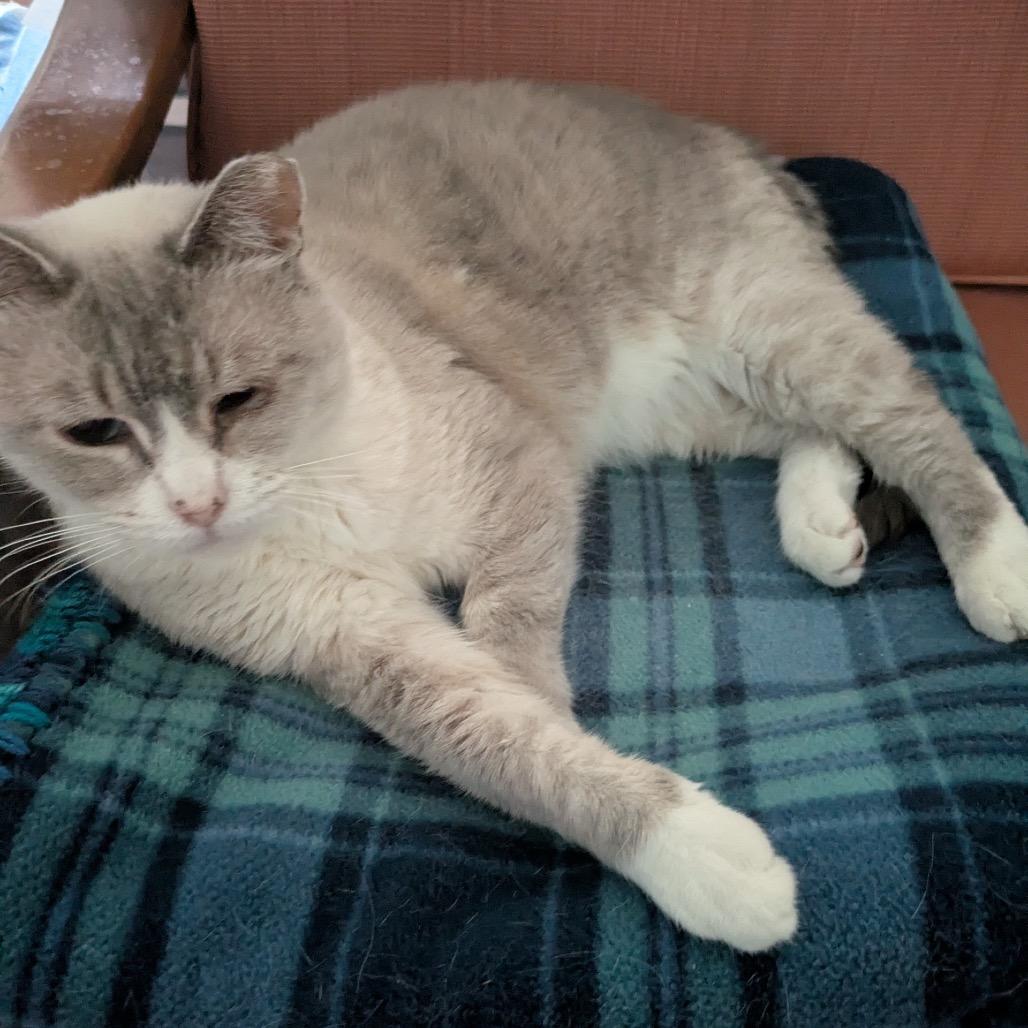 Xuan (Smokey Oak), a Adoptable Domestic Short Hair in Rochester, MN image 4/6