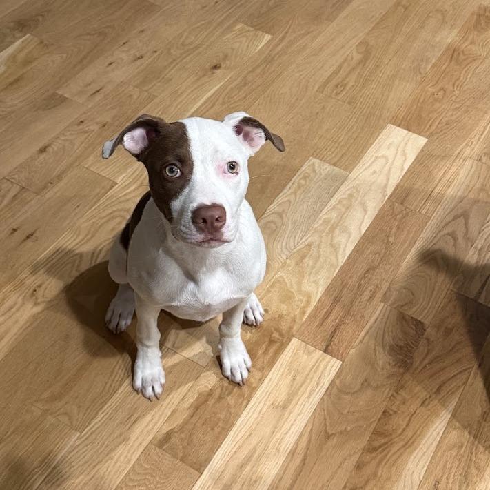Chad, Adoptable, Puppy Male Boxer & Mixed Breed.