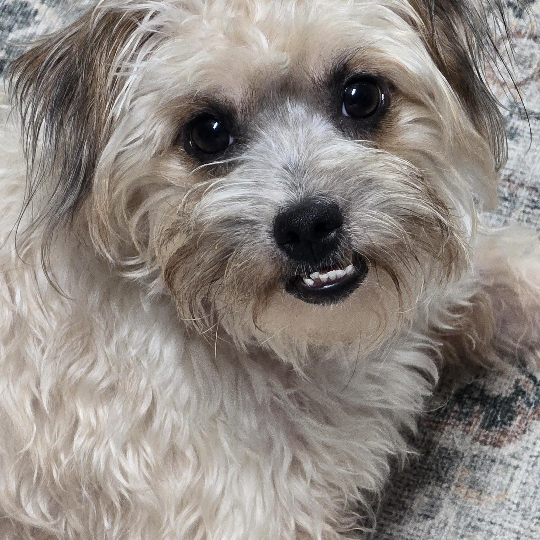 Holsinger MD14564-T, Adoptable, Adult Male Shih Tzu & Poodle.