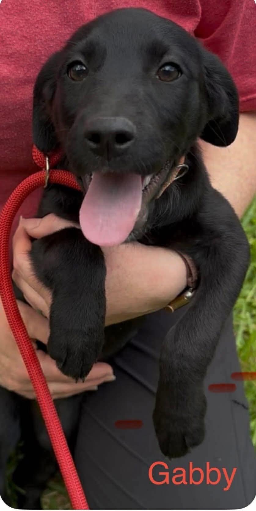 Coconut, Adopted, Young Female Labrador Retriever & Border Collie.