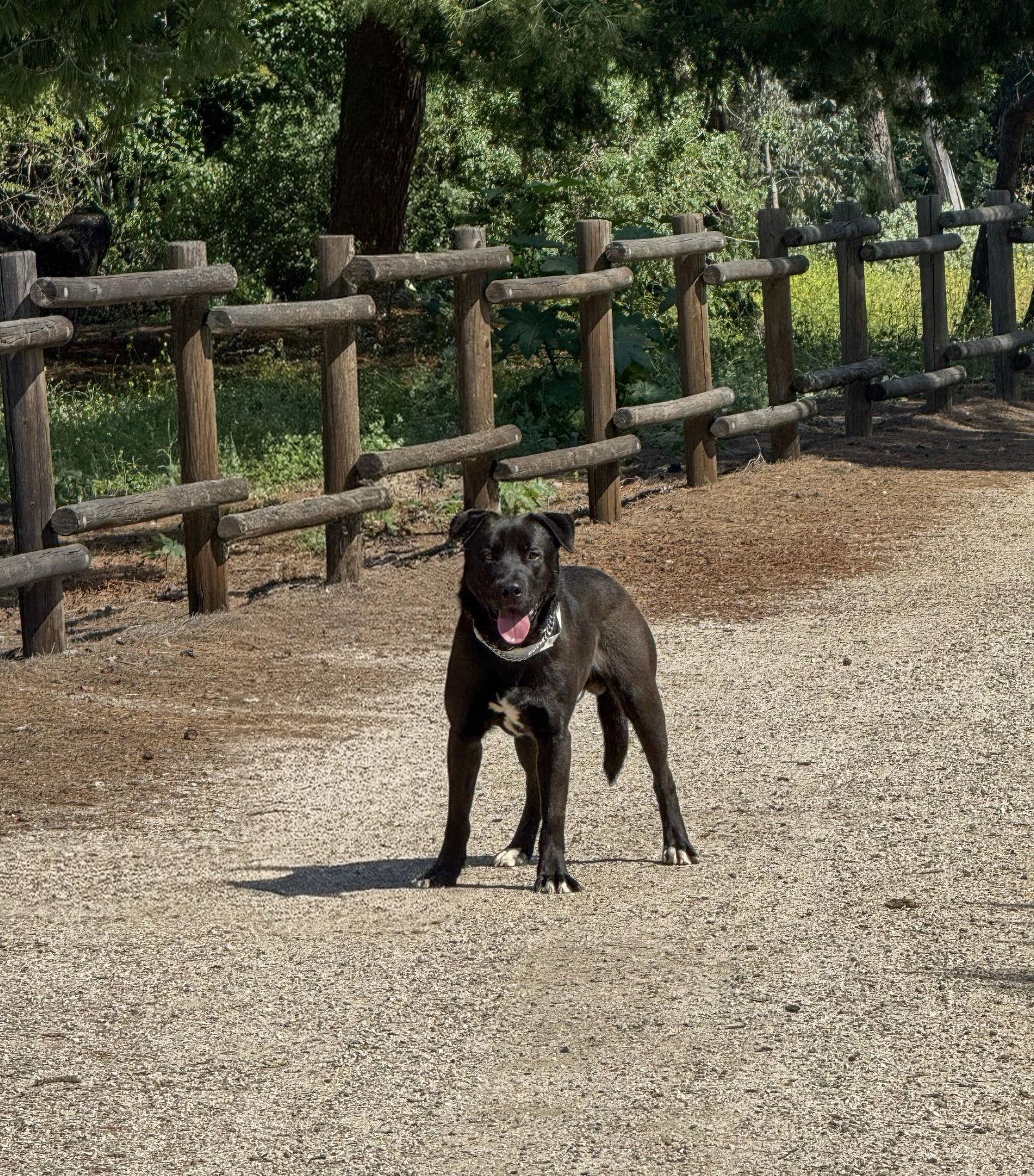 Atlas, Adoptable, Adult Male Labrador Retriever.