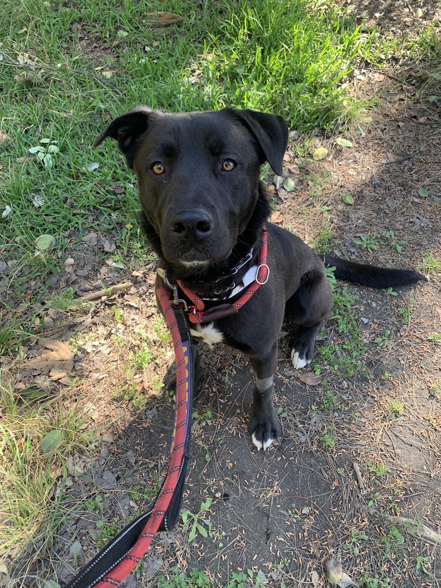 Enlarge Atlas, a Adoptable Labrador Retriever in San Diego, CA image 2/3