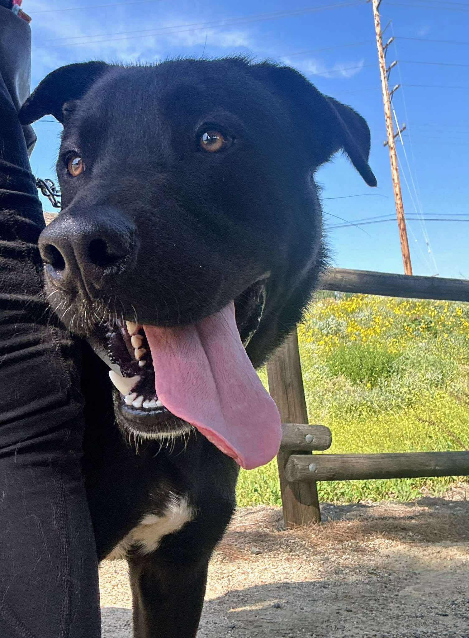 Enlarge Atlas, a Adoptable Labrador Retriever in San Diego, CA image 3/3