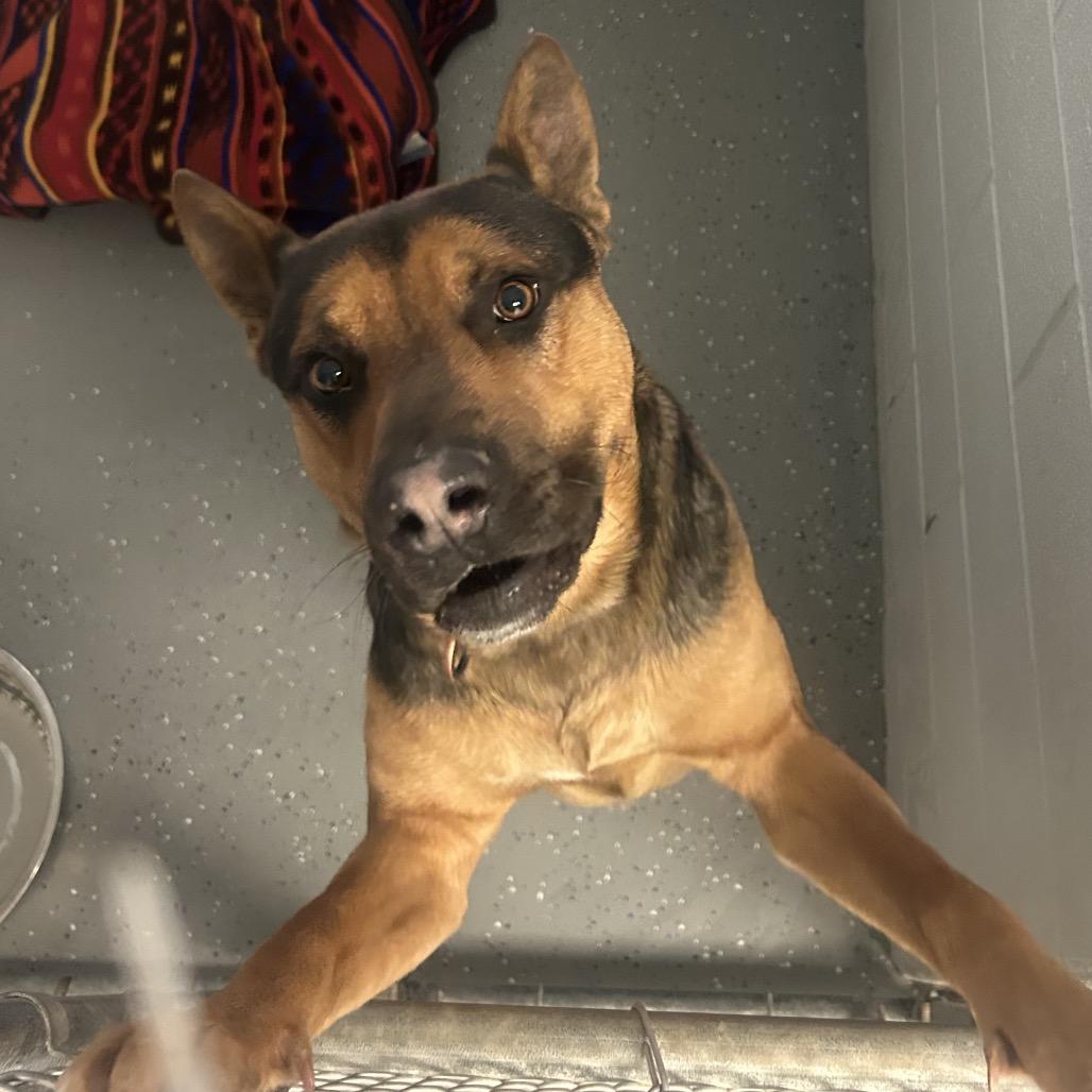 Enlarge Rockz, a Adoptable German Shepherd Dog in Danville, KY image 1/1