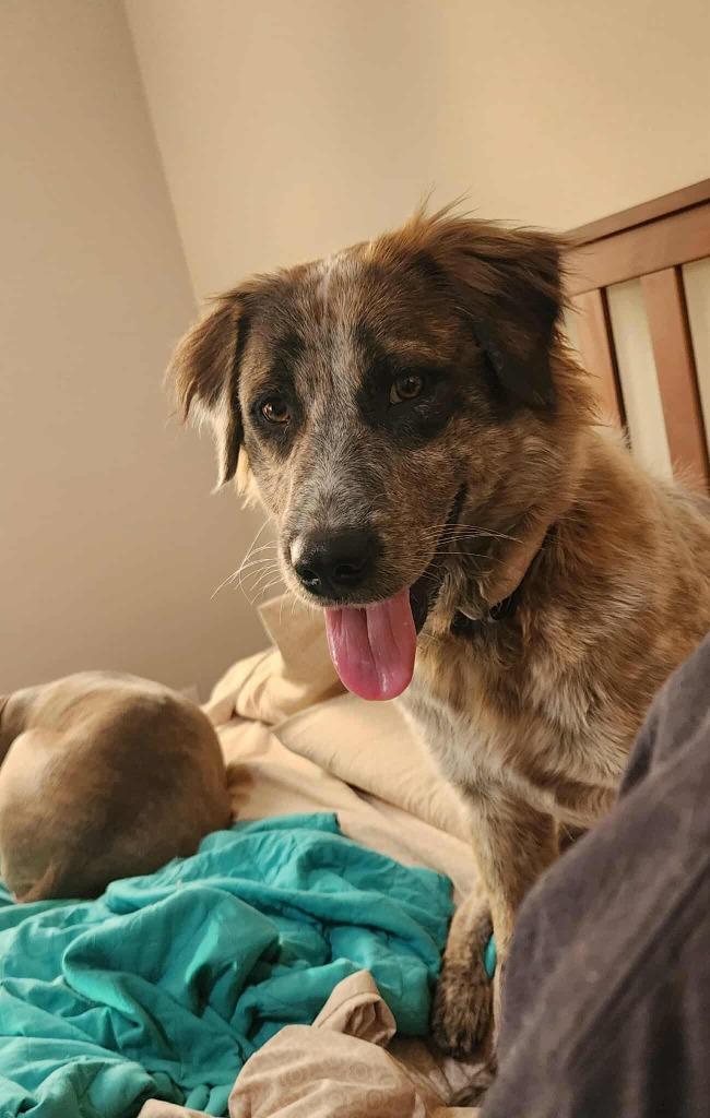 Enlarge Rosie, a Adoptable mixed breed in Mesa, AZ image 1/1