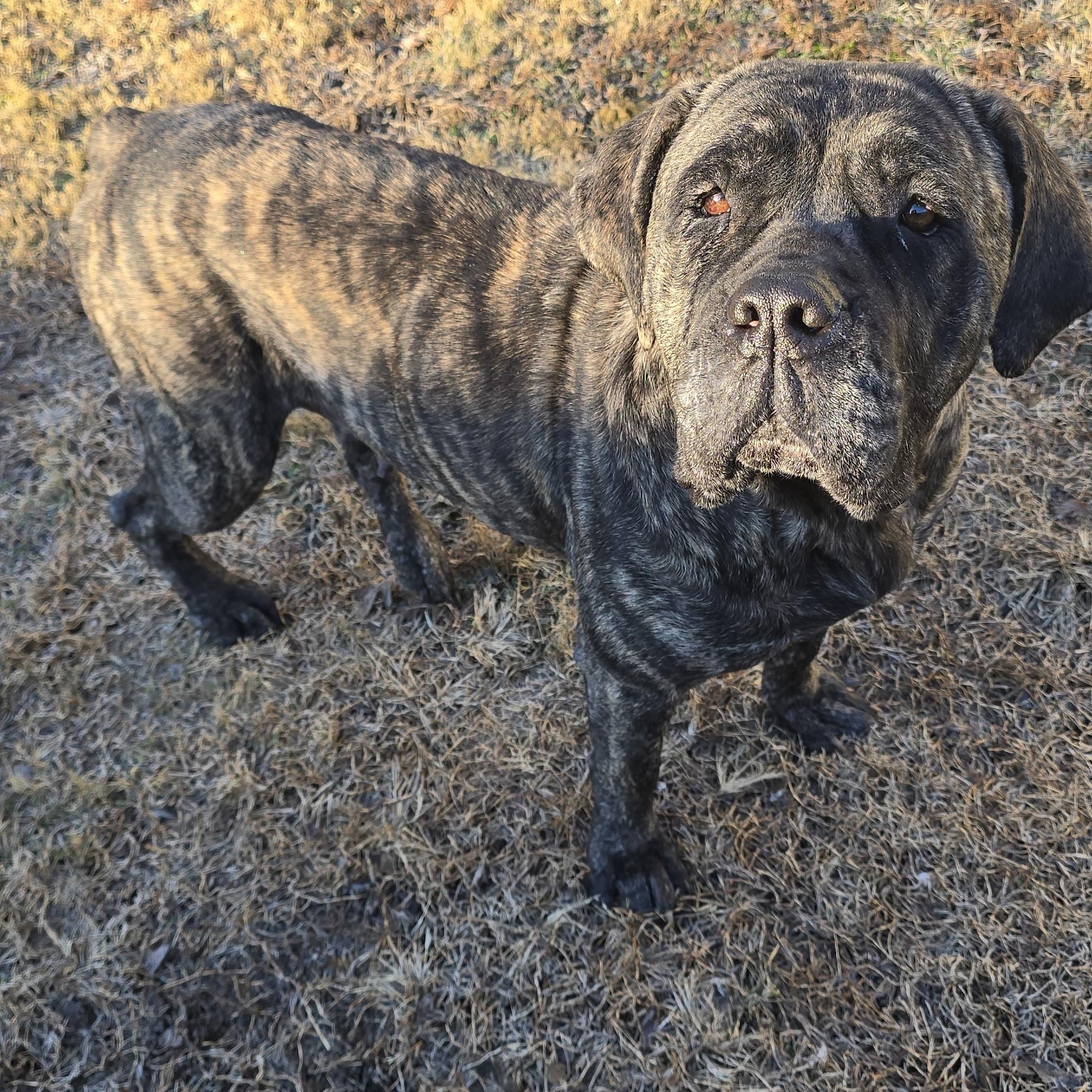 Enlarge Tawny, an adopted Cane Corso in Orange, VA image 3/6
