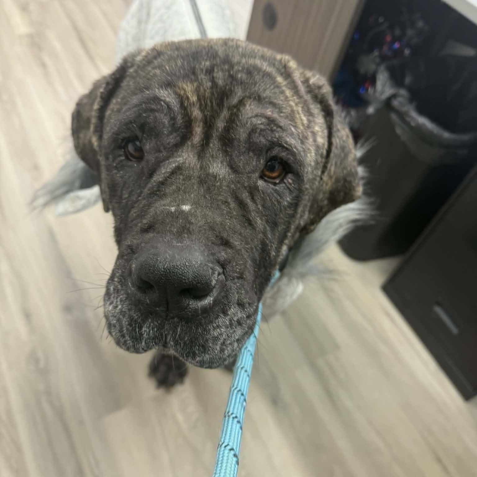 Enlarge Tawny, an adopted Cane Corso in Orange, VA image 4/6