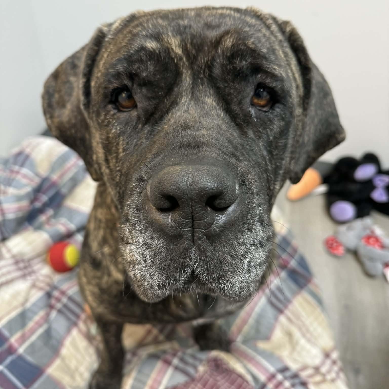 Enlarge Tawny, an adopted Cane Corso in Orange, VA image 5/6