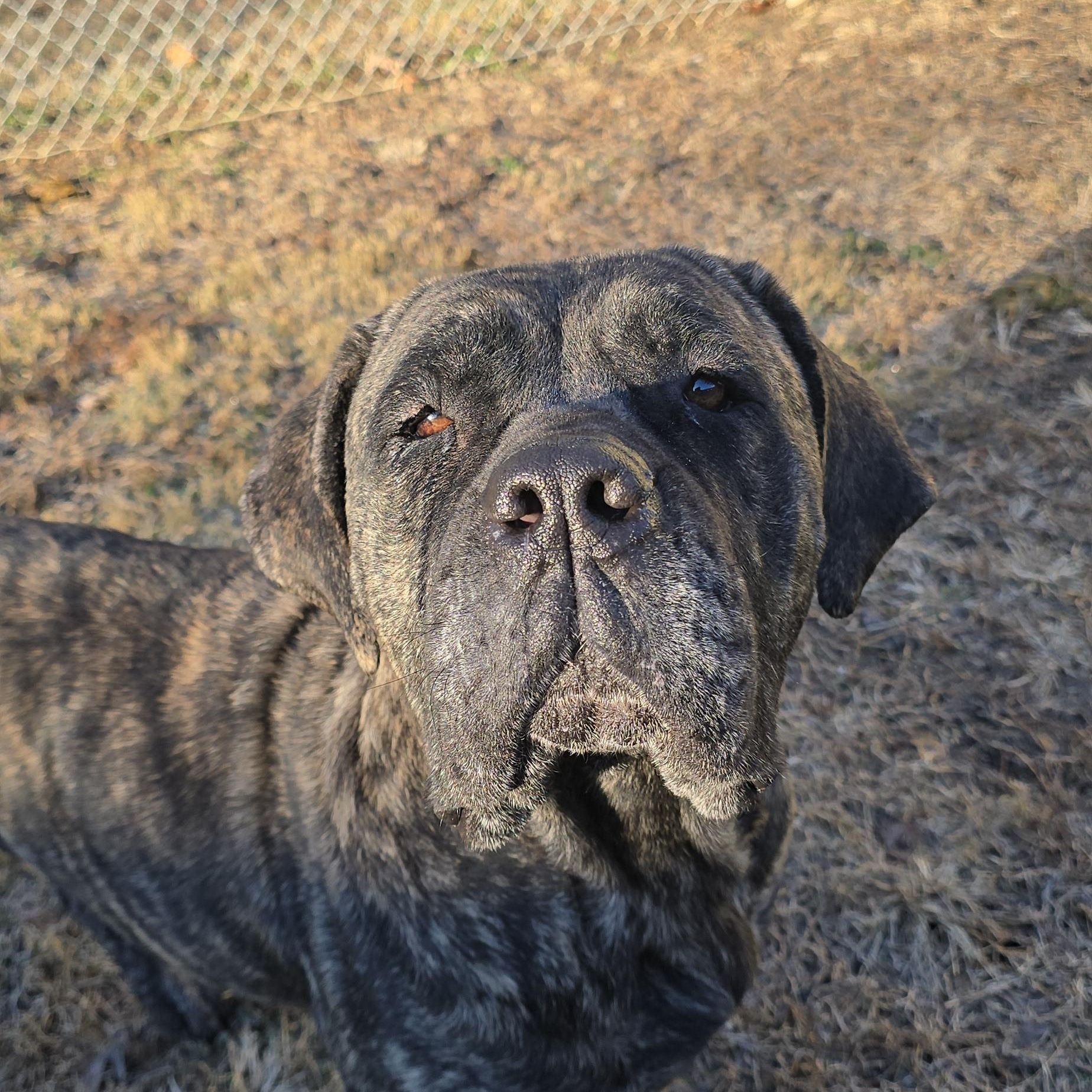 Enlarge Tawny, an adopted Cane Corso in Orange, VA image 2/6