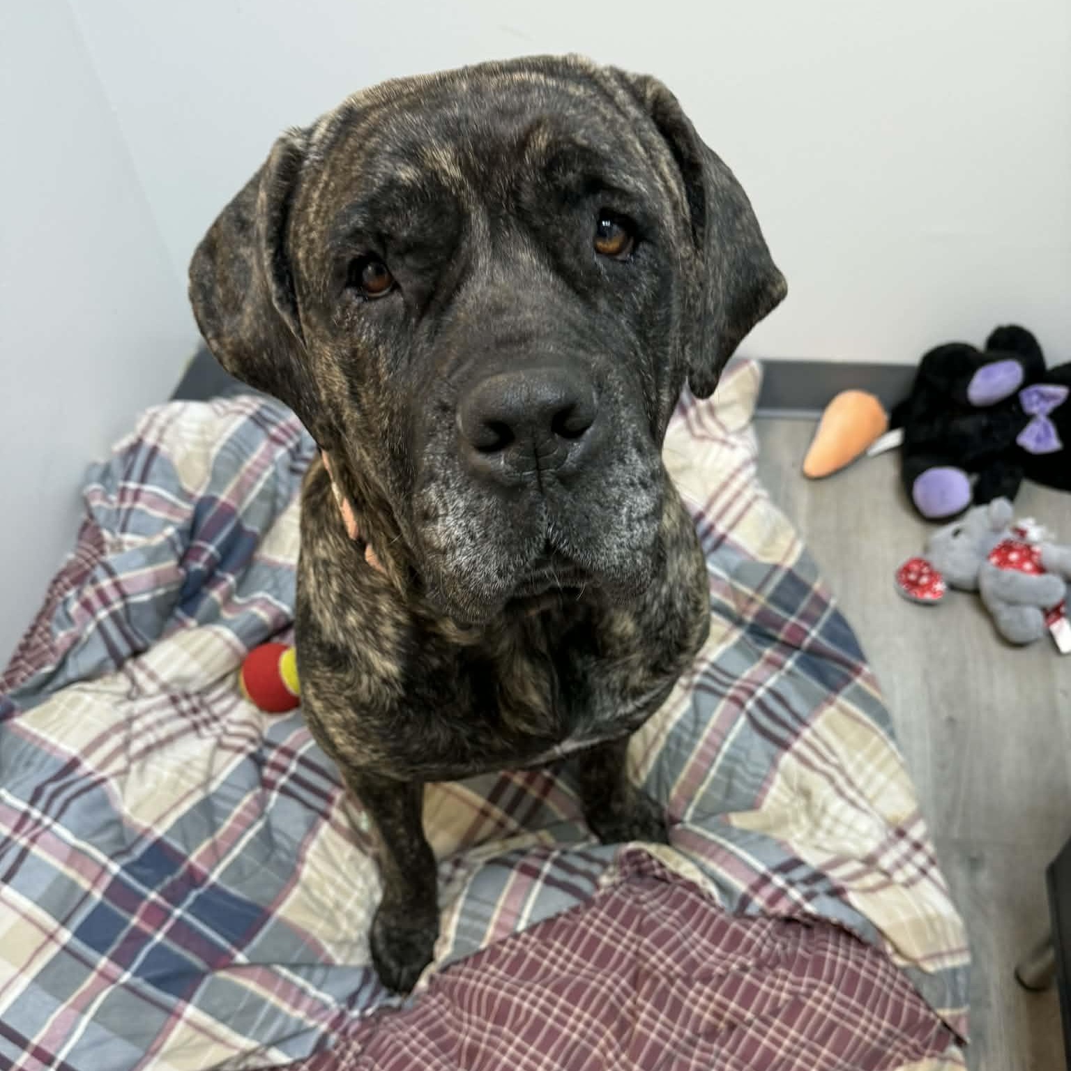 Enlarge Tawny, an adopted Cane Corso in Orange, VA image 6/6