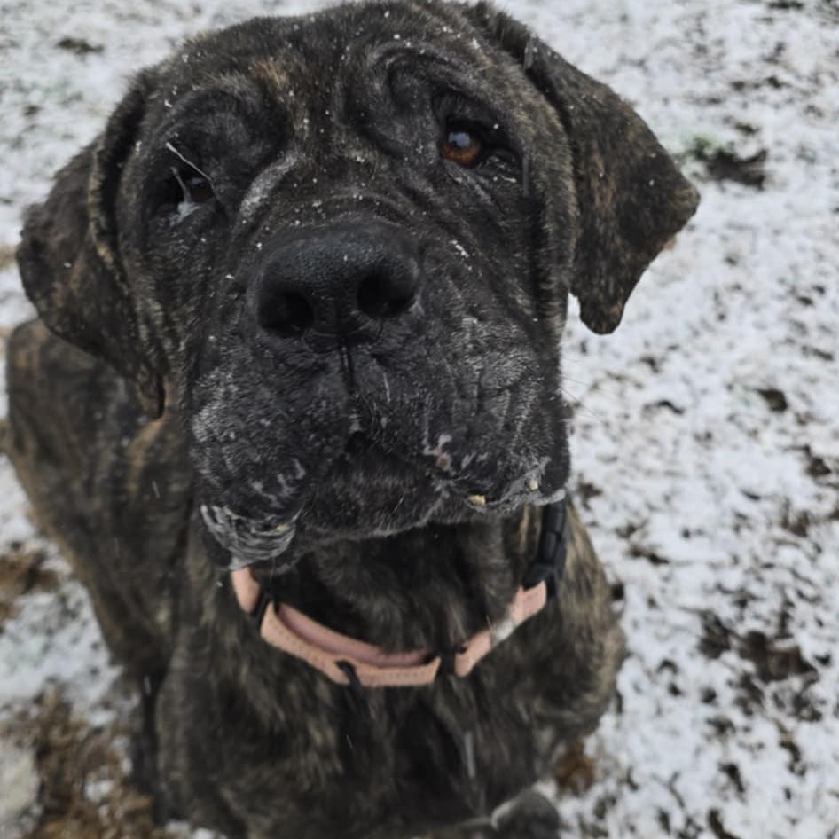 Enlarge Tawny, an adoptable Cane Corso in Orange, VA image 1/1