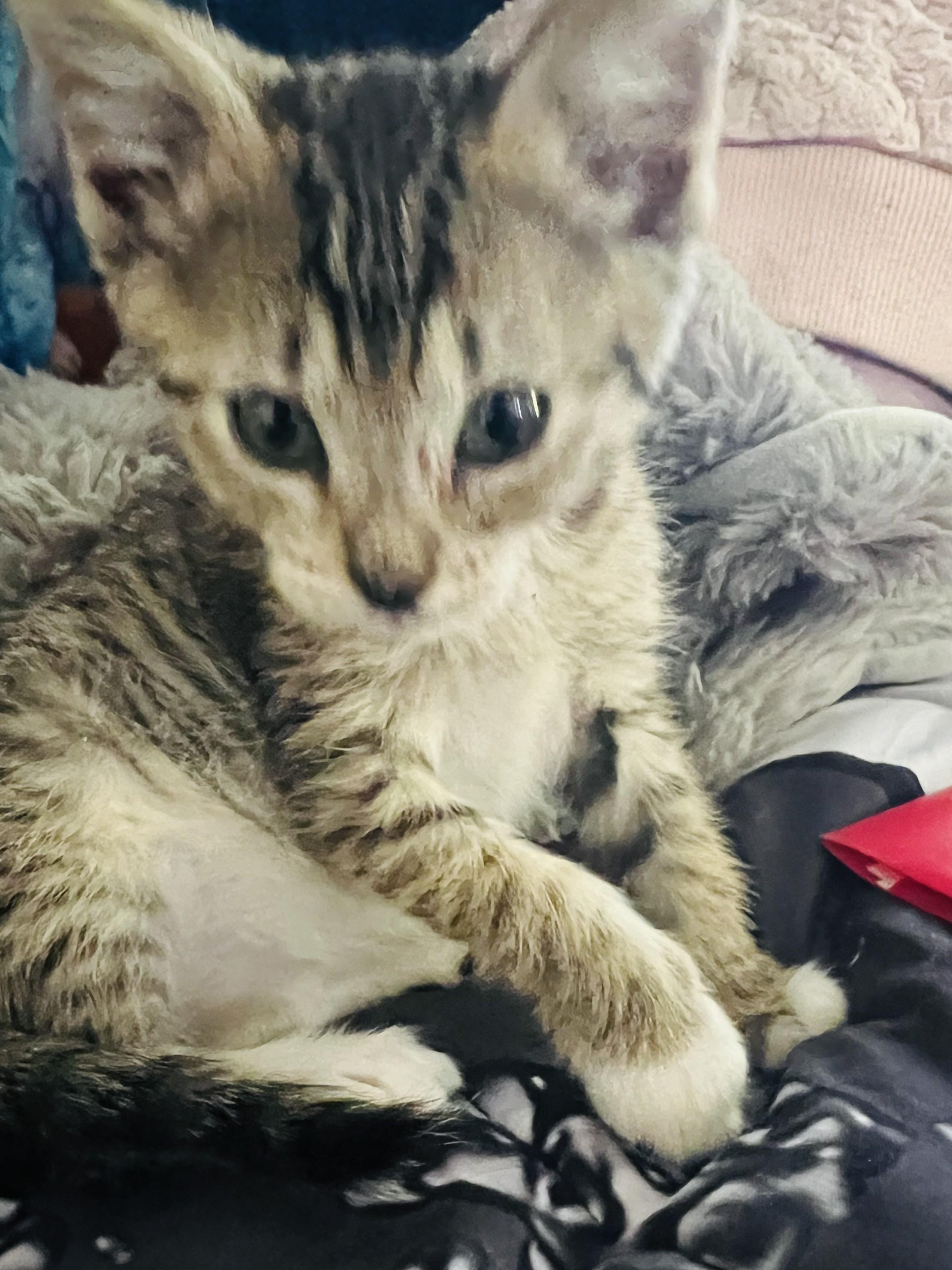 Jaguar, Adopted, Young Female Domestic Short Hair.