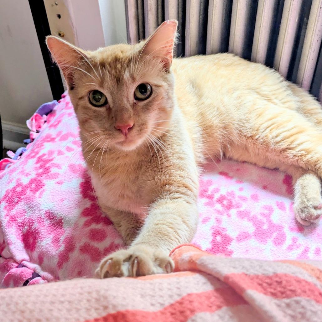 Obie, Adoptable, Adult Male Domestic Short Hair.